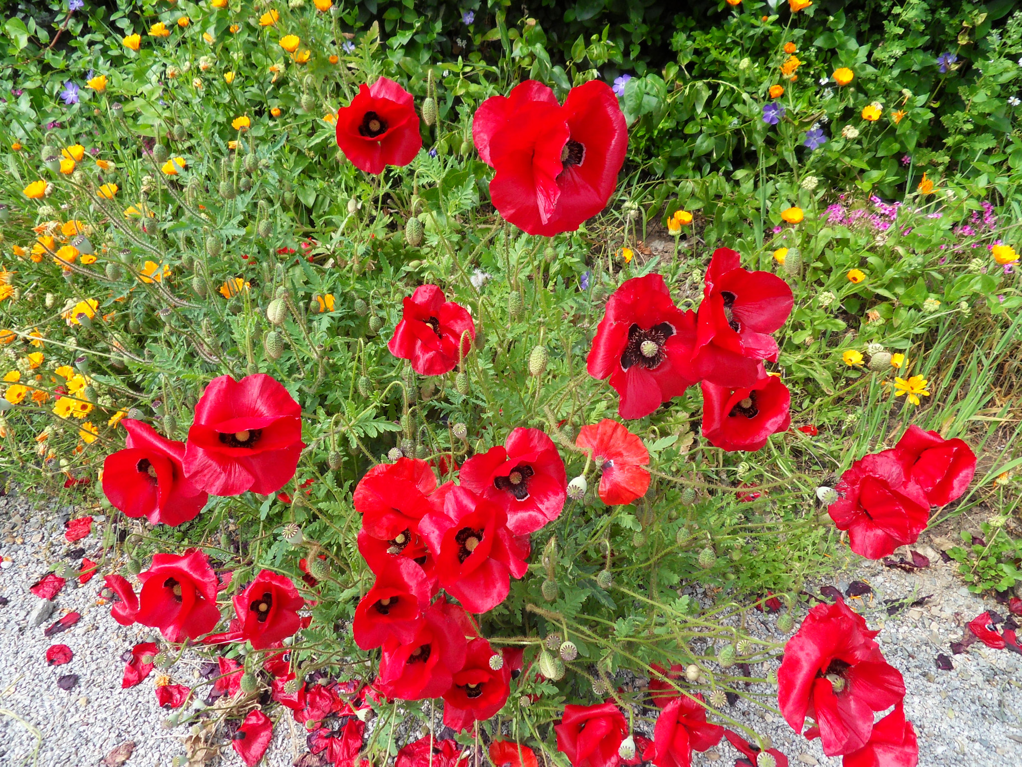 Samsung WB500, WB510 / VLUU WB500 /  HZ10W sample photo. Coquelicots photography