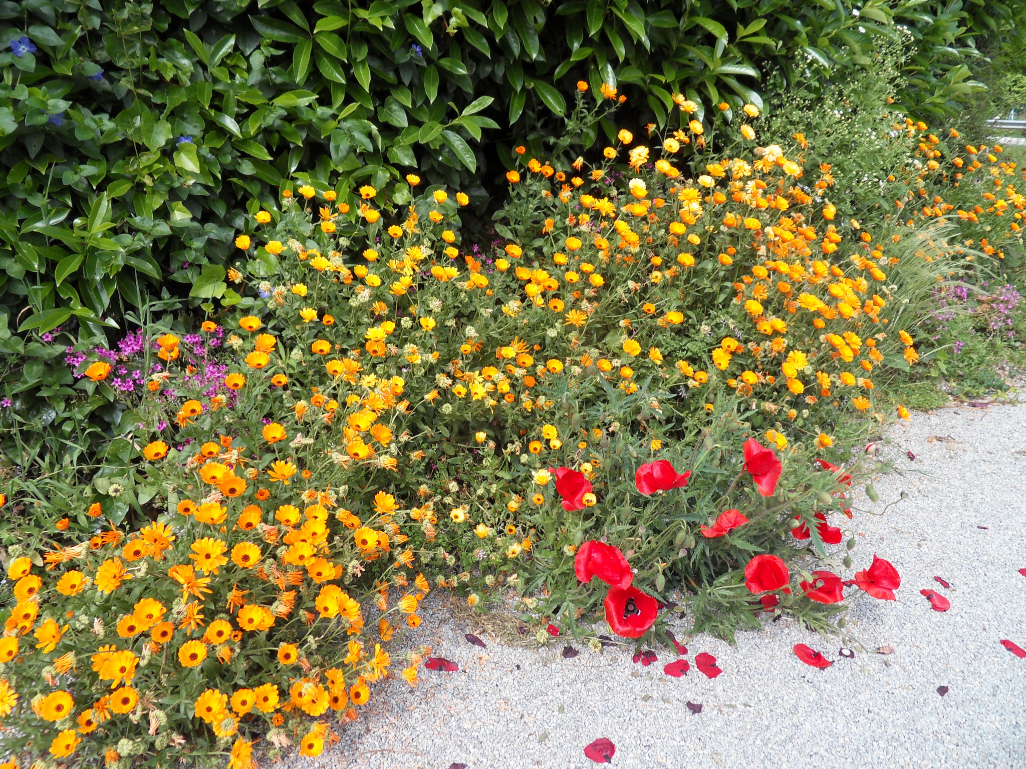 Samsung WB500, WB510 / VLUU WB500 /  HZ10W sample photo