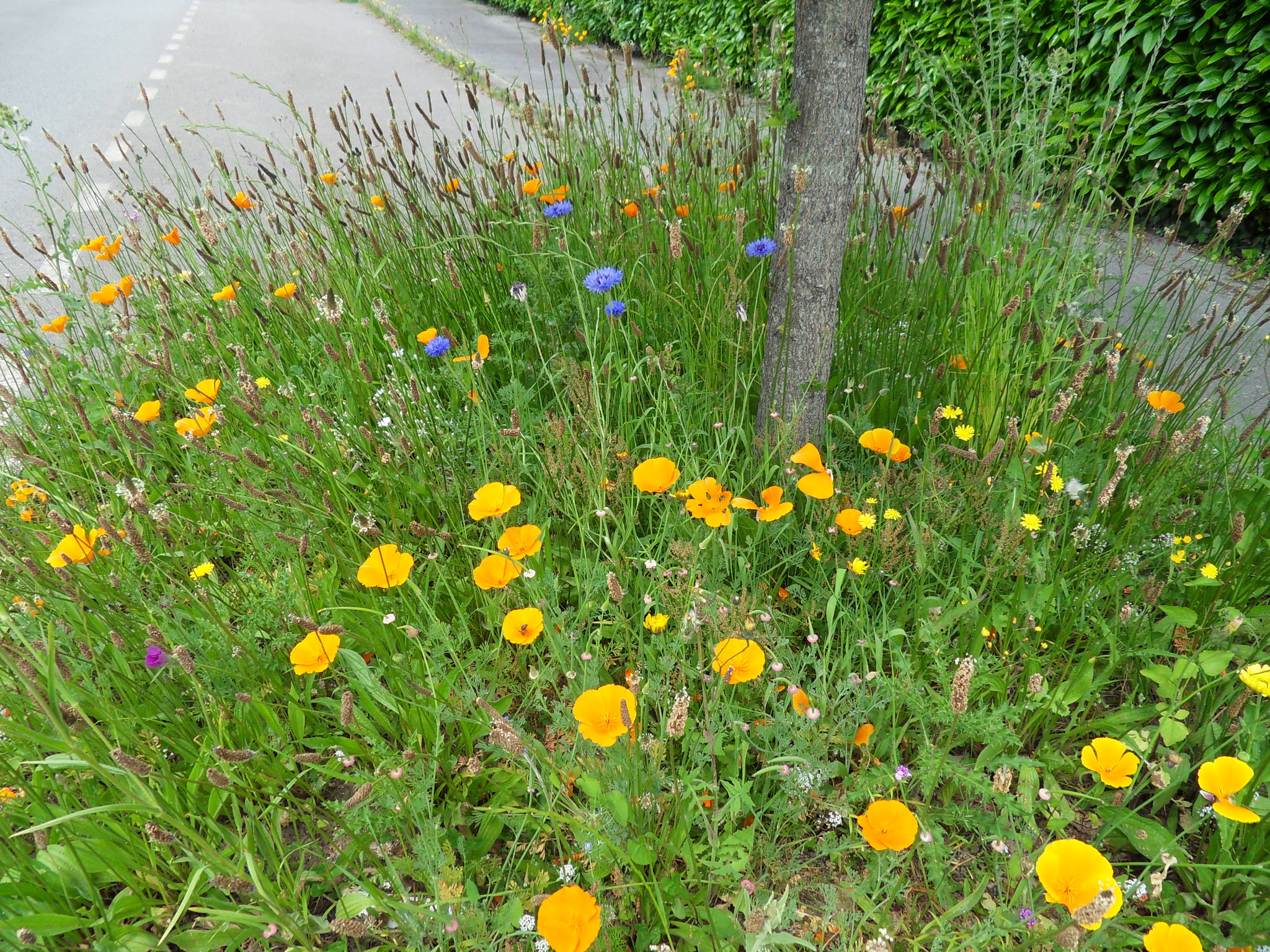 Samsung WB500, WB510 / VLUU WB500 /  HZ10W sample photo. Parterre de fleurs photography