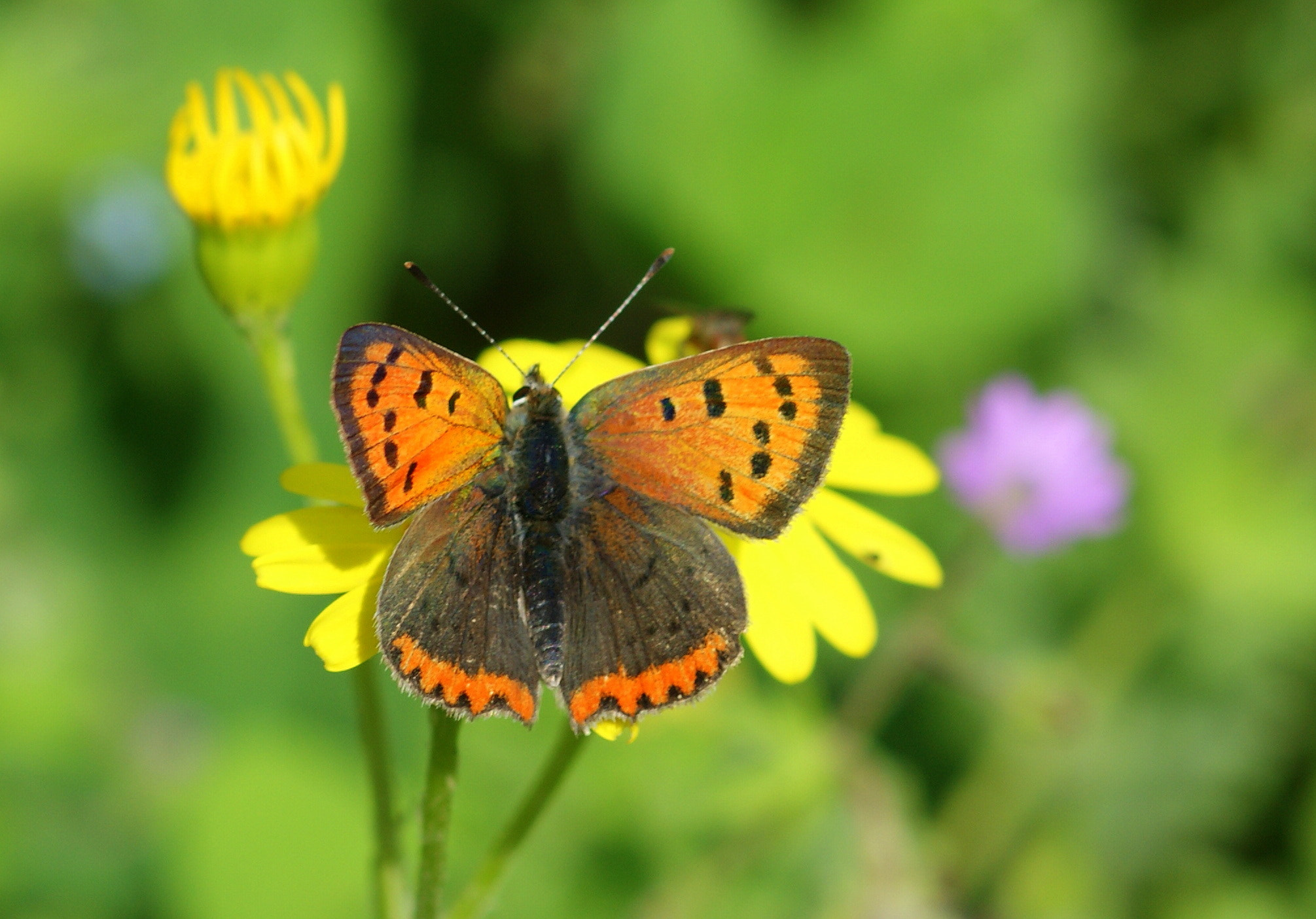 Sony Alpha DSLR-A350 + Sony 100mm F2.8 Macro sample photo. Beneklibakırgüzeli (lycaena phlaeas) photography