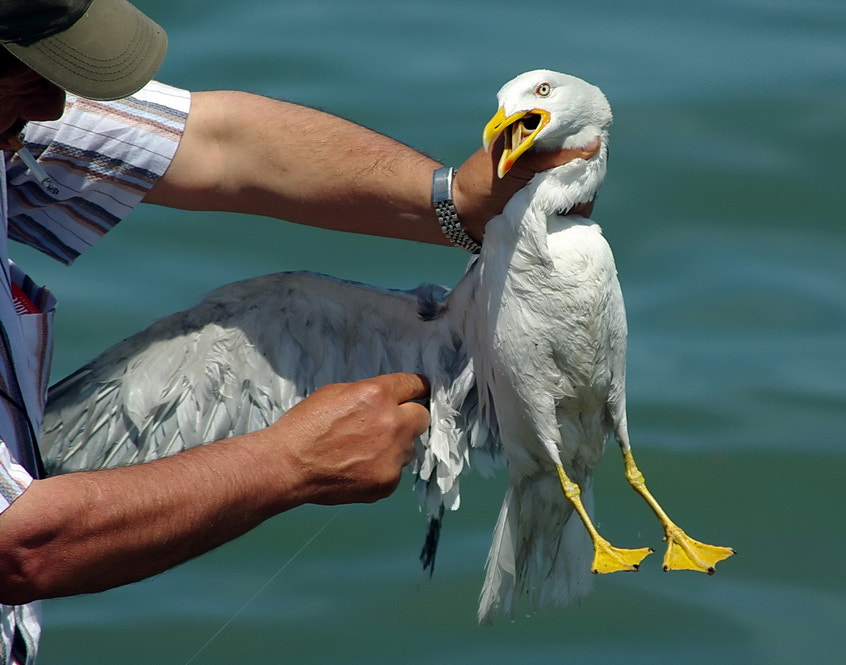 Pentax K200D sample photo. Seagull rescue photography