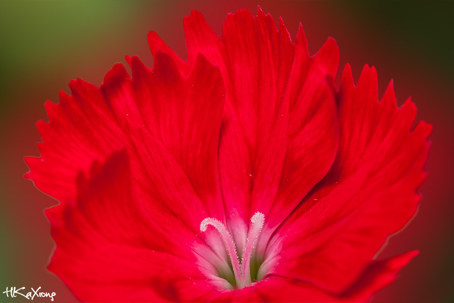 Canon EF-S 60mm F2.8 Macro USM sample photo. Dianthus chinensis photography