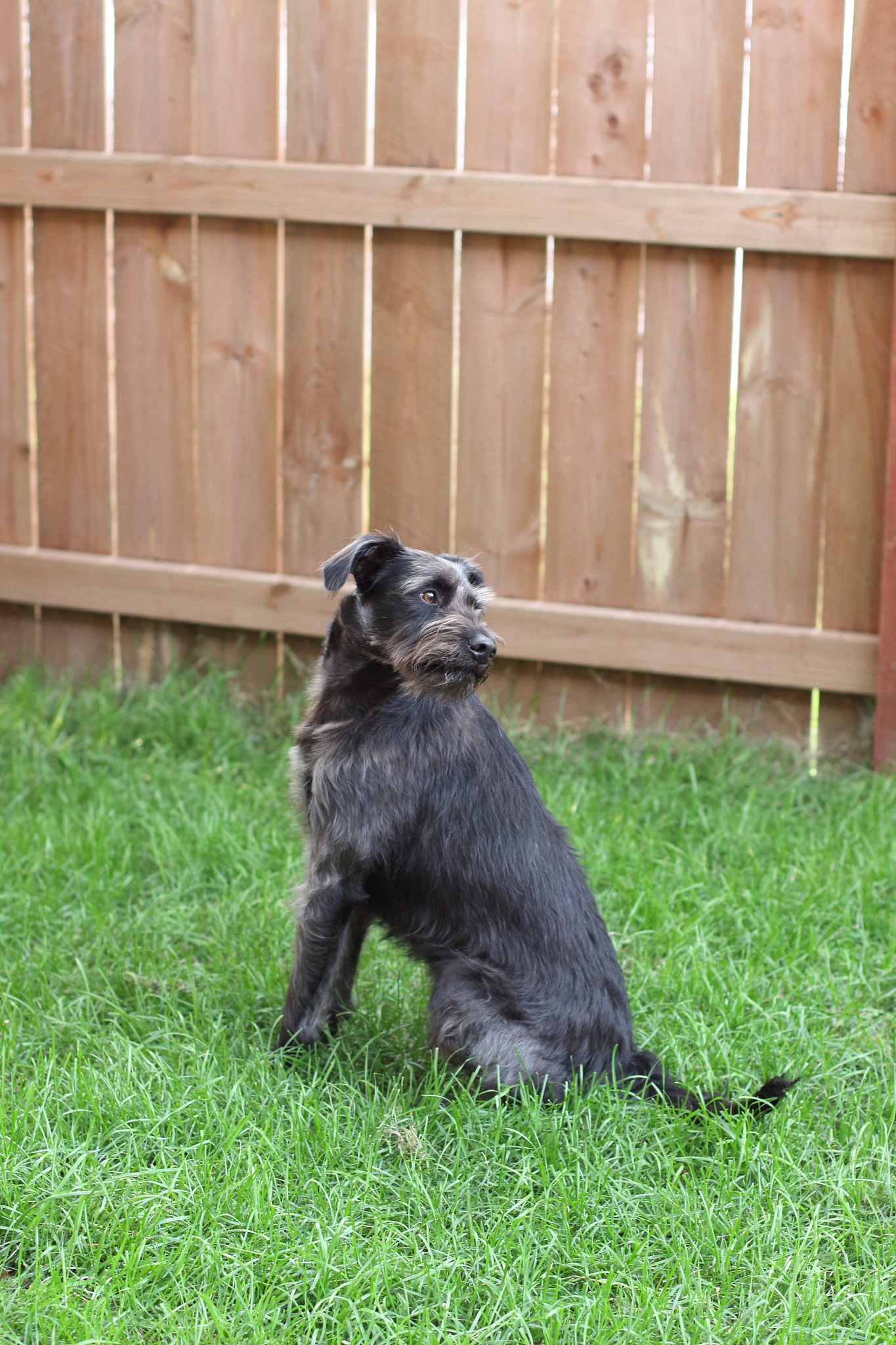 Canon EOS 650D (EOS Rebel T4i / EOS Kiss X6i) + Canon EF 50mm F1.4 USM sample photo. Sitting pretty photography