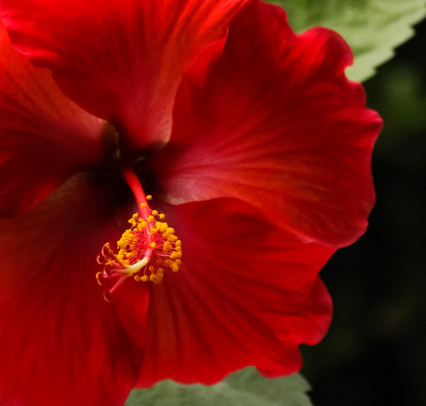 Canon EOS 600D (Rebel EOS T3i / EOS Kiss X5) + Canon EF 70-200mm F4L USM sample photo. Hibiscus photography