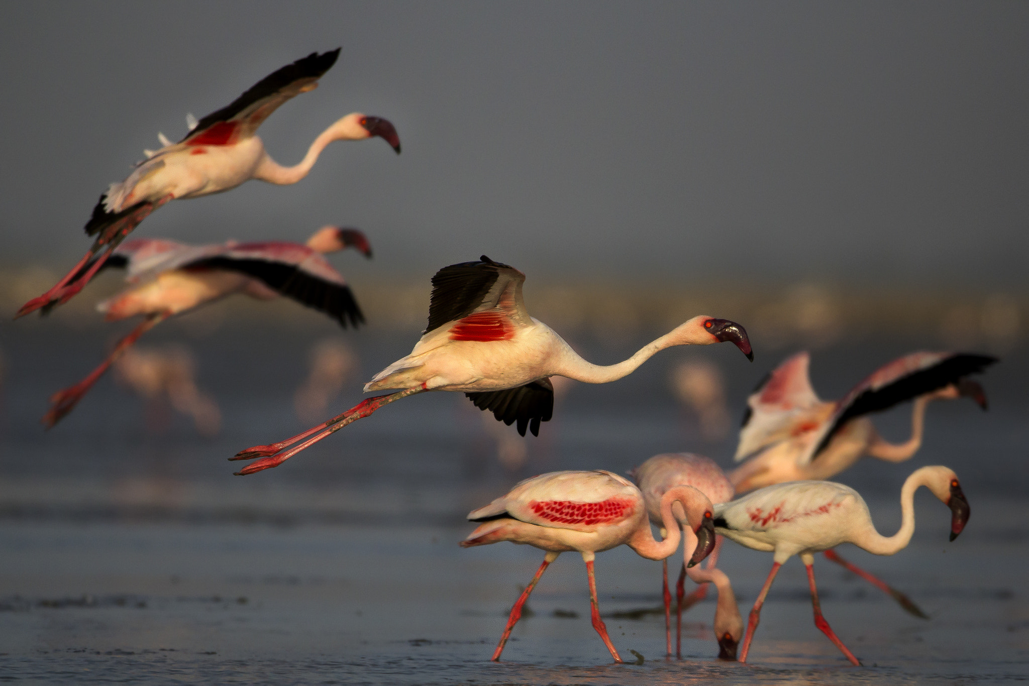 150-600mm F5-6.3 DG OS HSM | Sports 014 sample photo. Lesser flamingo photography