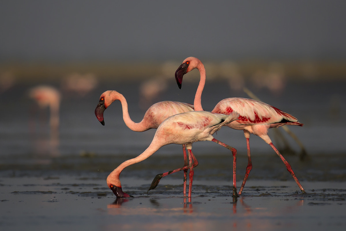 150-600mm F5-6.3 DG OS HSM | Sports 014 sample photo. Lesser flamingo photography