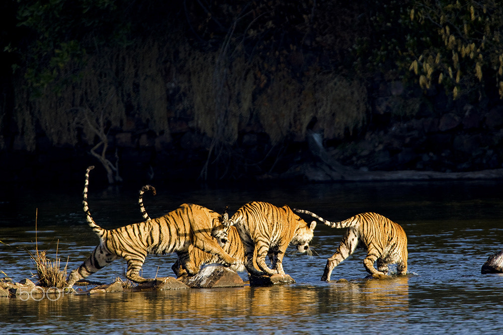 Canon EOS-1D Mark III sample photo. Tiger family photography