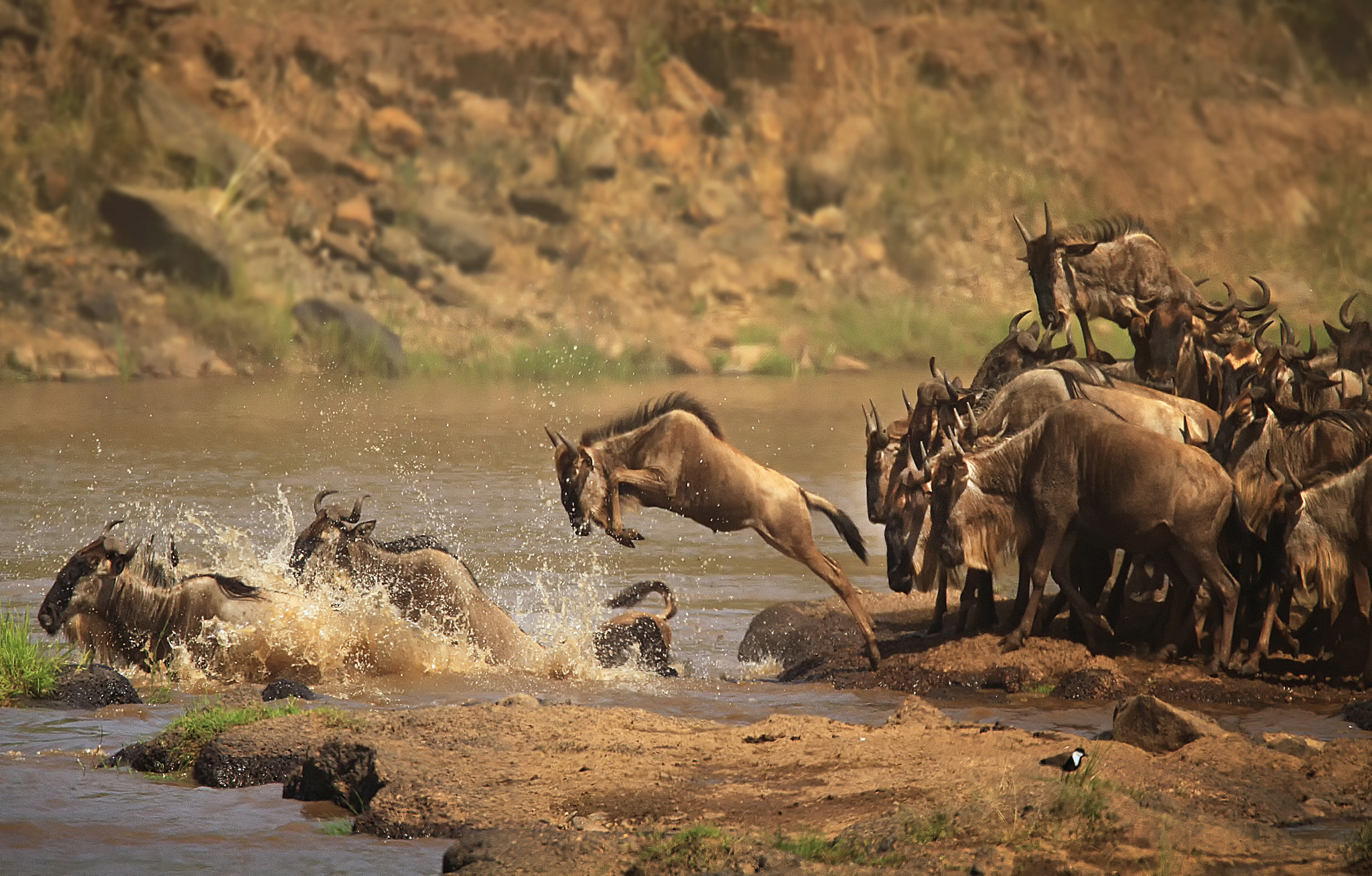 Canon EF 500mm F4L IS USM sample photo. The crossing photography