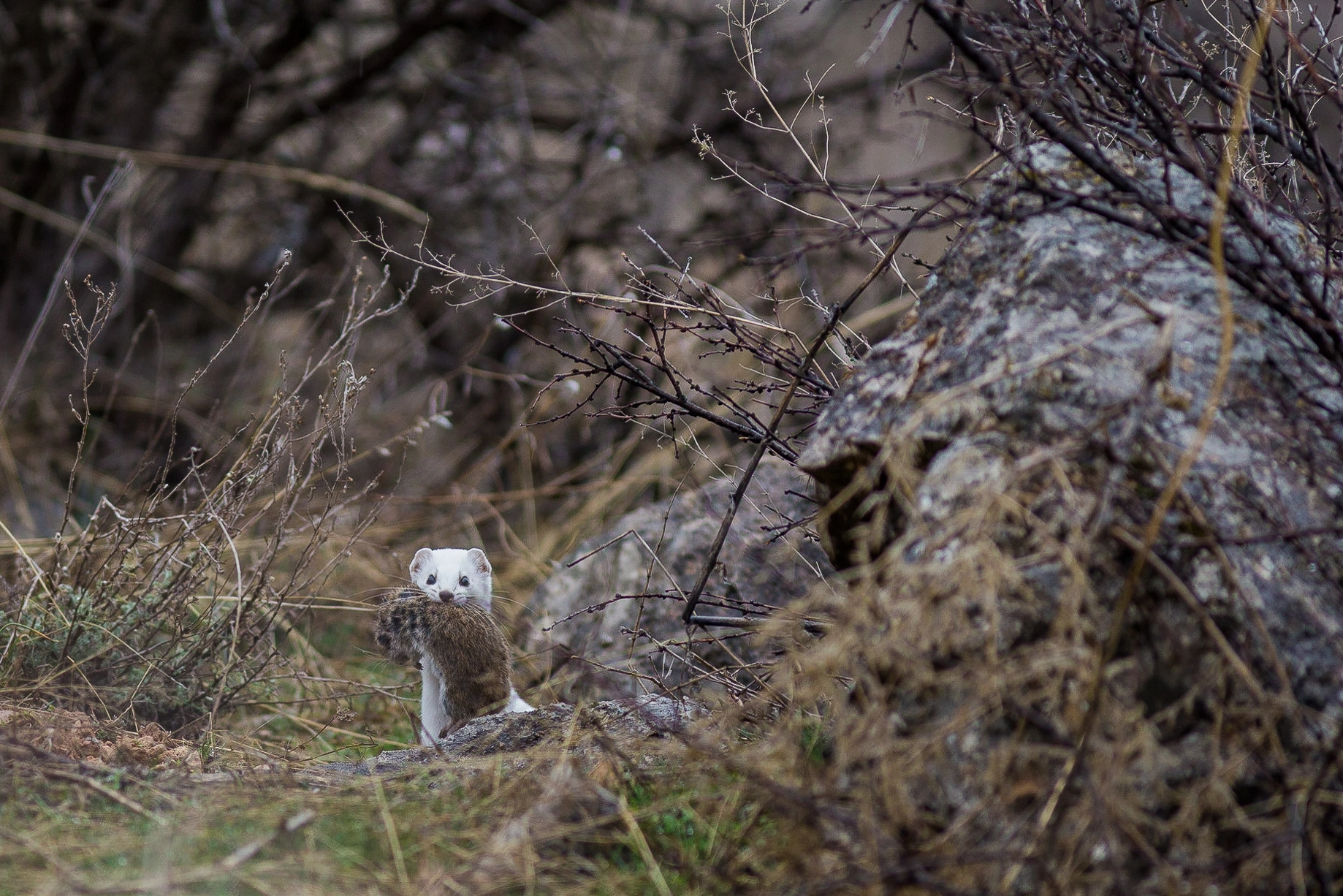 Canon EF 300mm F4L IS USM sample photo. Home from the hunt photography