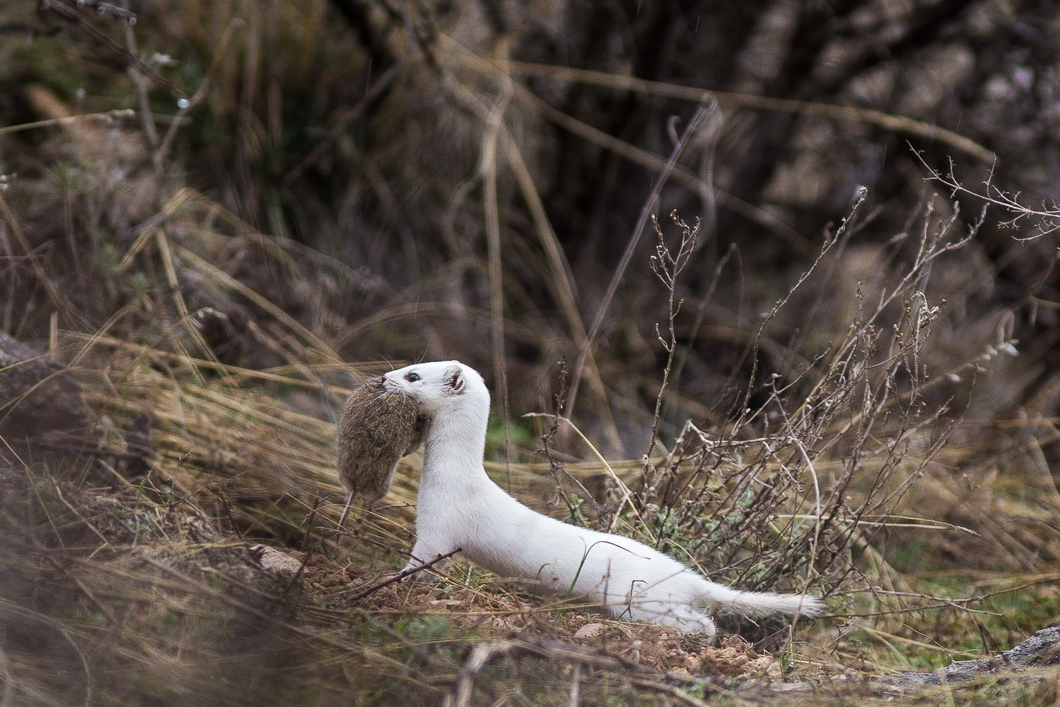 Canon EF 300mm F4L IS USM sample photo. Home from the hunt 2 photography