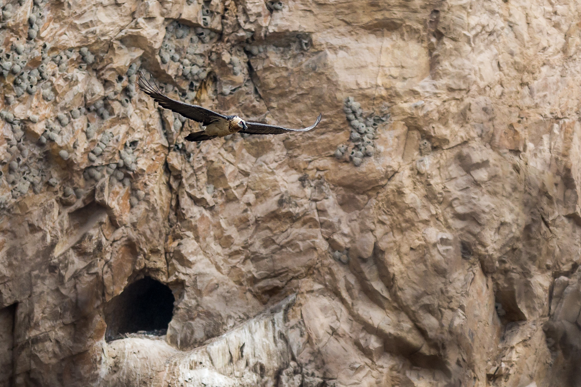 Canon EF 300mm F4L IS USM sample photo. Off to hunt photography
