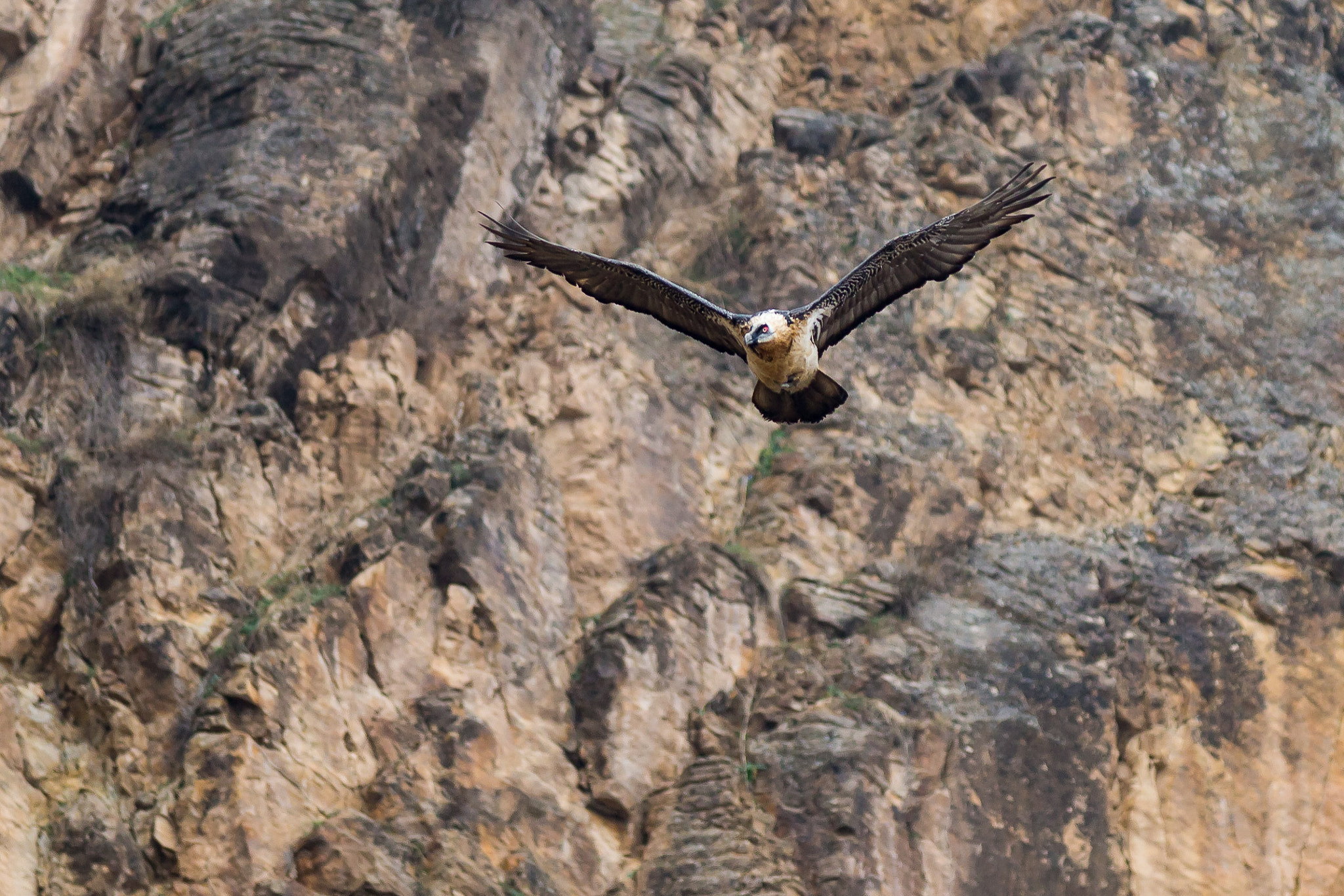 Canon EF 300mm F4L IS USM sample photo. Soar photography