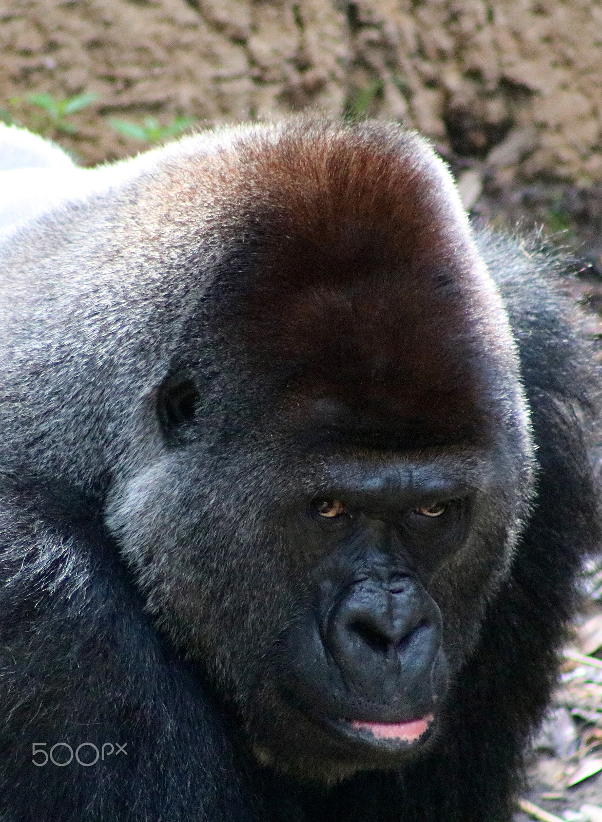 Canon EOS 750D (EOS Rebel T6i / EOS Kiss X8i) sample photo. Gorilla portrait photography