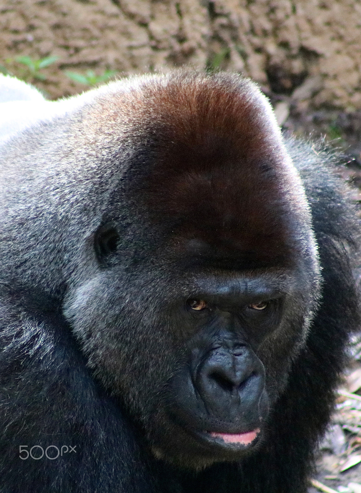 Canon EF 75-300mm f/4-5.6 USM sample photo. Gorilla portrait photography