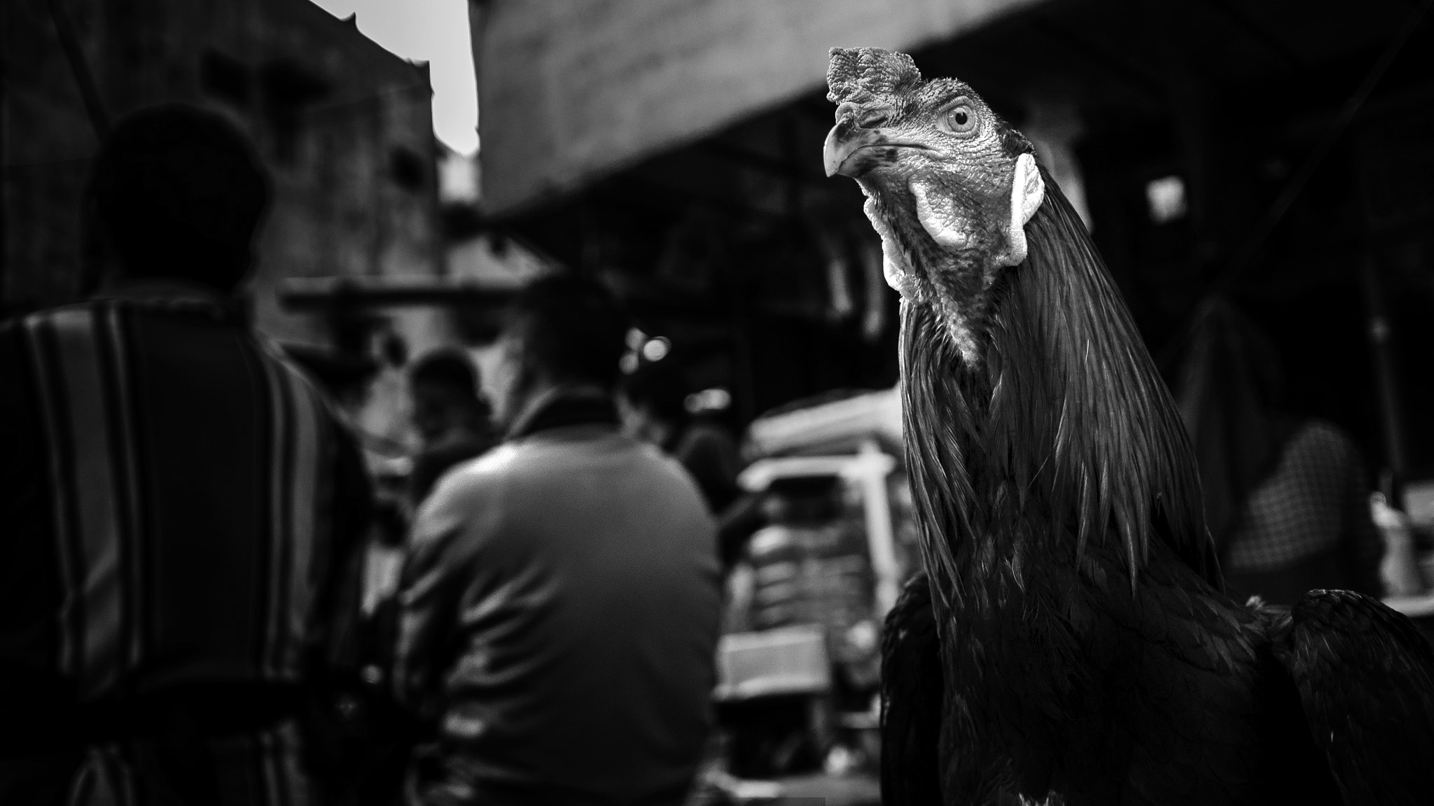 Olympus M.Zuiko Digital 17mm F2.8 Pancake sample photo. Bangkok rooster photography