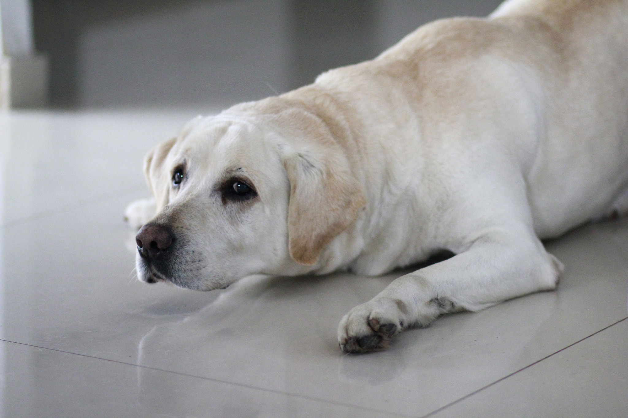 Canon EF 85mm F1.8 USM sample photo. Max lvantando photography