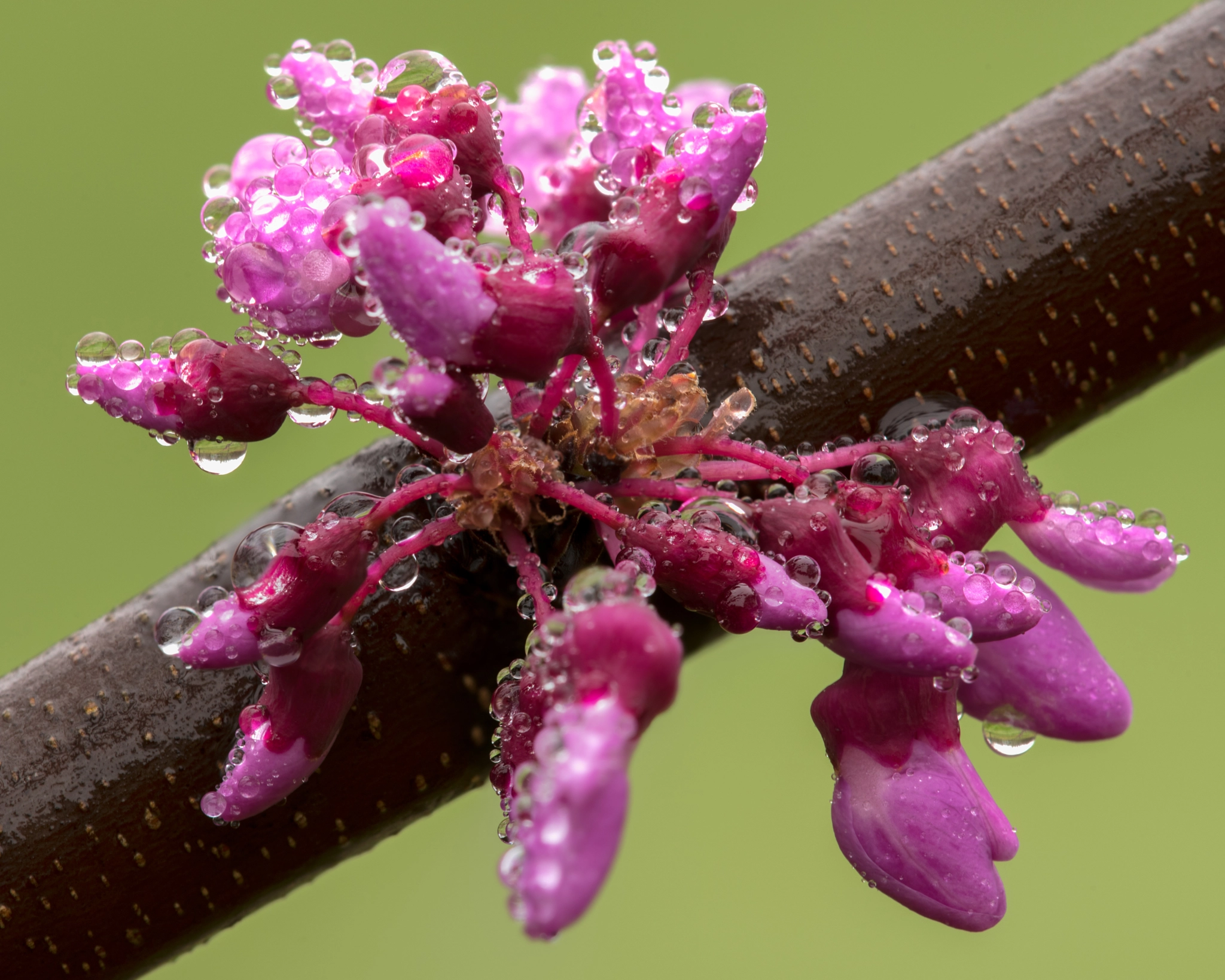 Nikon AF Micro-Nikkor 200mm F4D ED-IF sample photo. Red bud photography