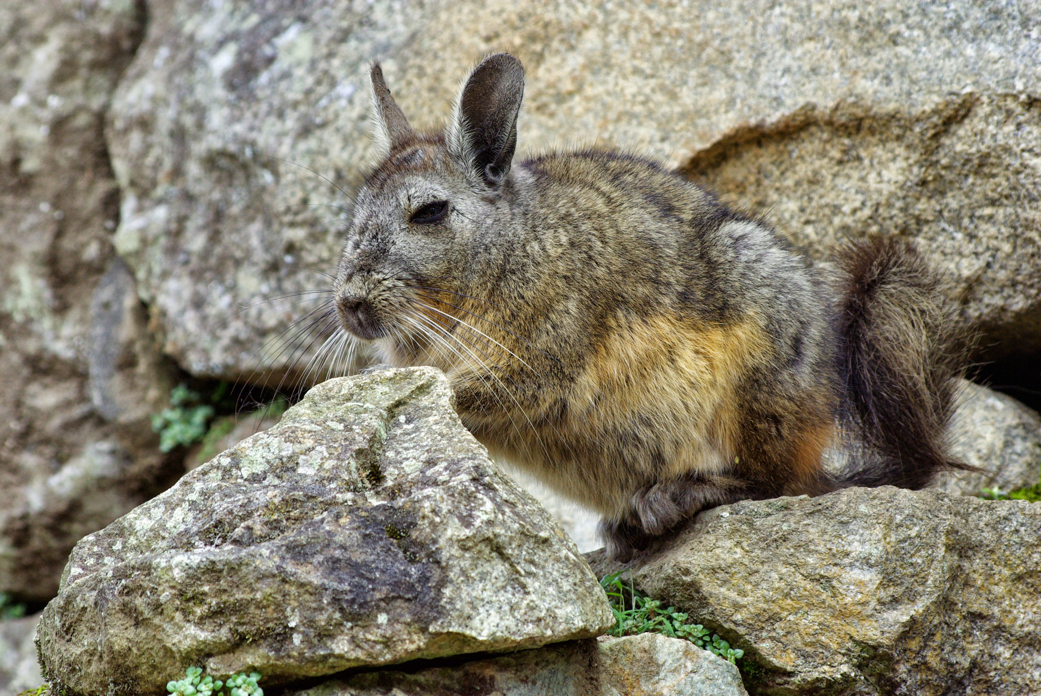 Pentax K10D sample photo. What animal is it ? shot at machu picchu photography