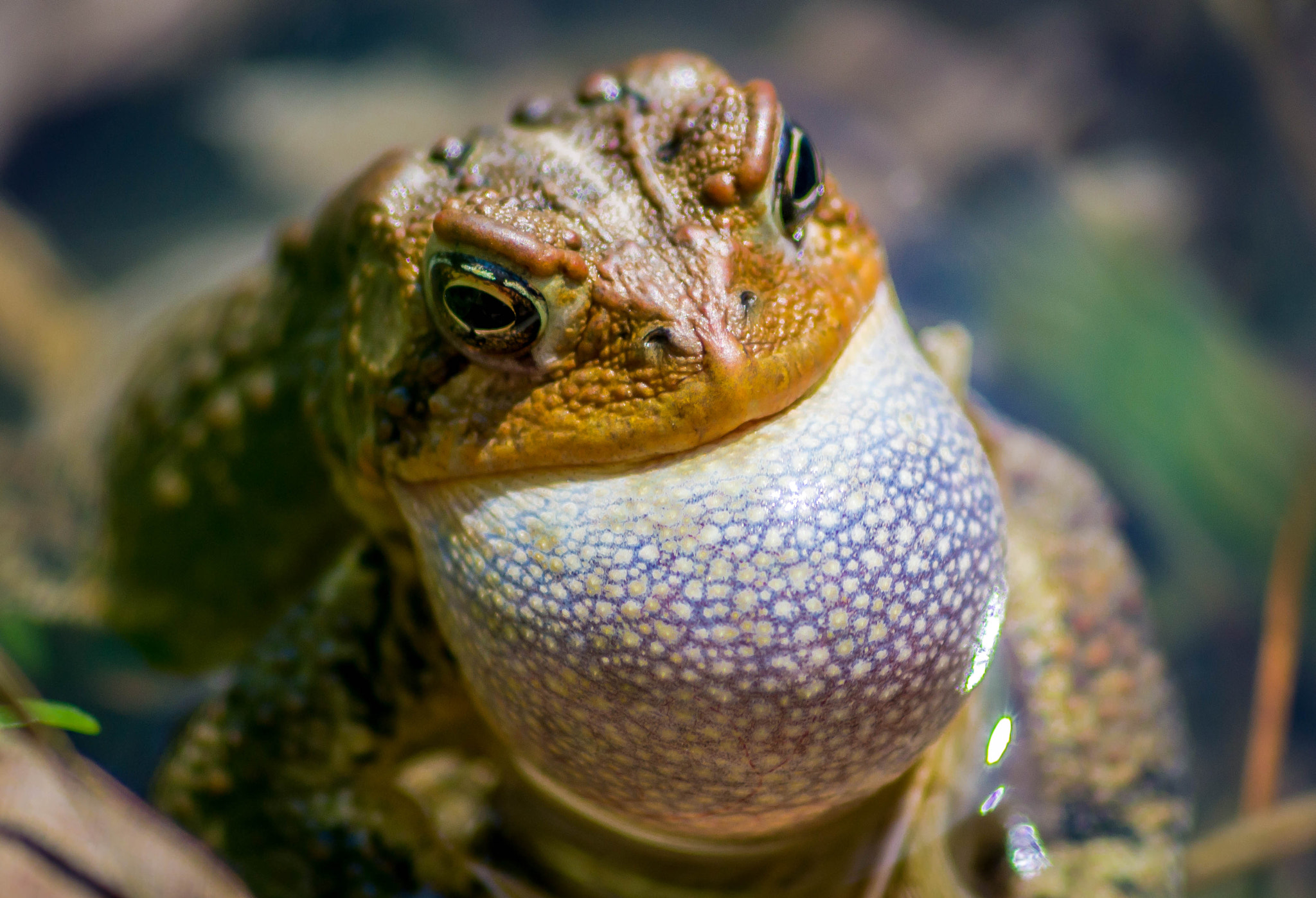 Sony 75-300mm F4.5-5.6 sample photo. Singing frog photography