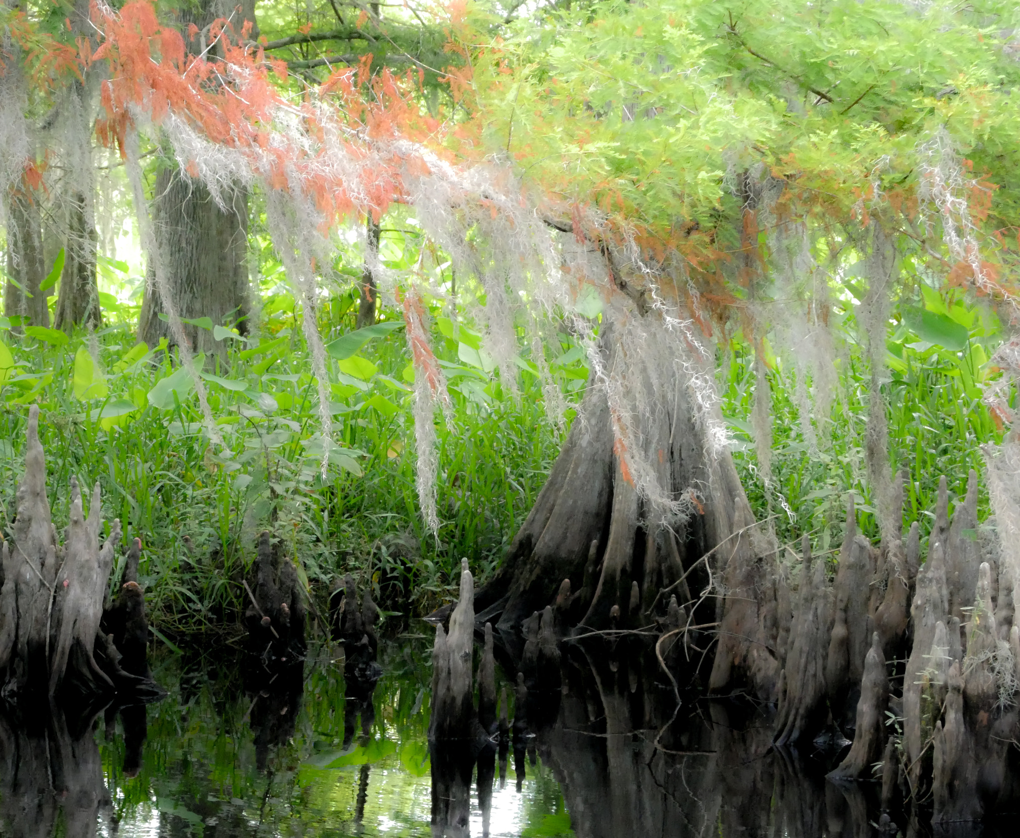 Panasonic Lumix G Vario 45-200mm F4-5.6 OIS sample photo. Fairy swamp photography