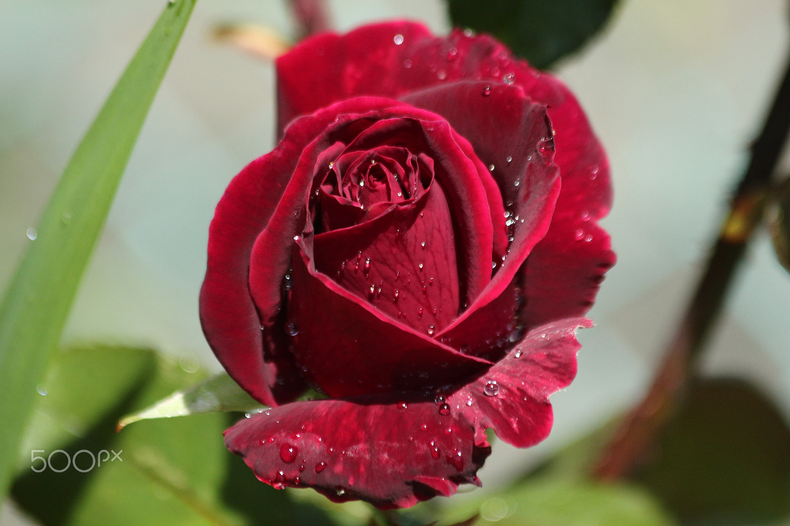 Canon EF 70-300mm F4-5.6 IS USM sample photo. Deep red rose photography
