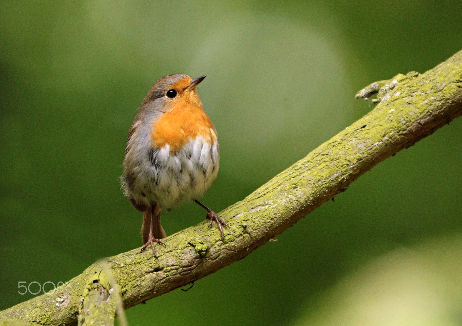 Canon EF 300mm F2.8L IS USM sample photo. Young robin photography