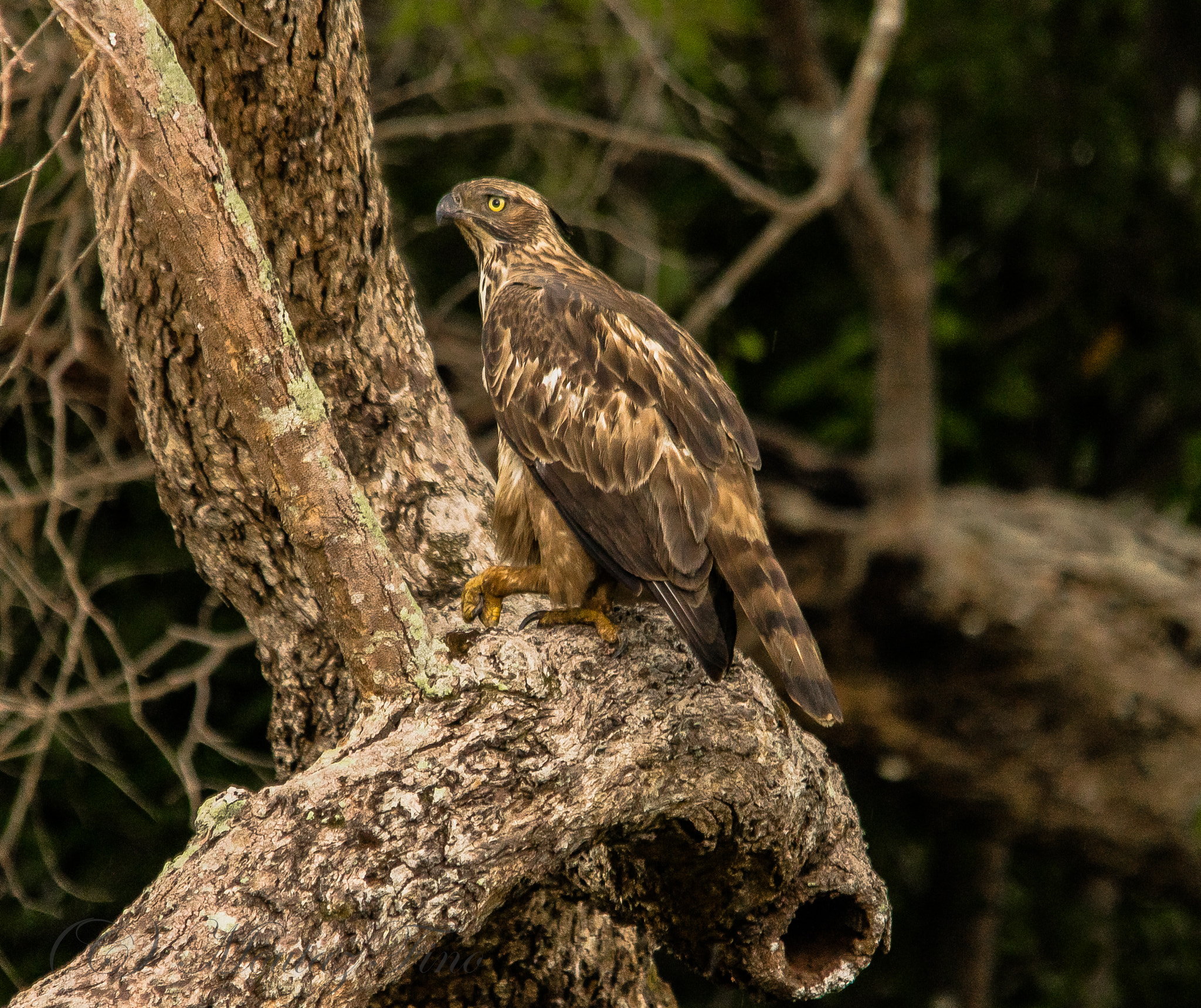 Sigma 150-500mm F5-6.3 DG OS HSM sample photo. Changeable hawk eagle photography