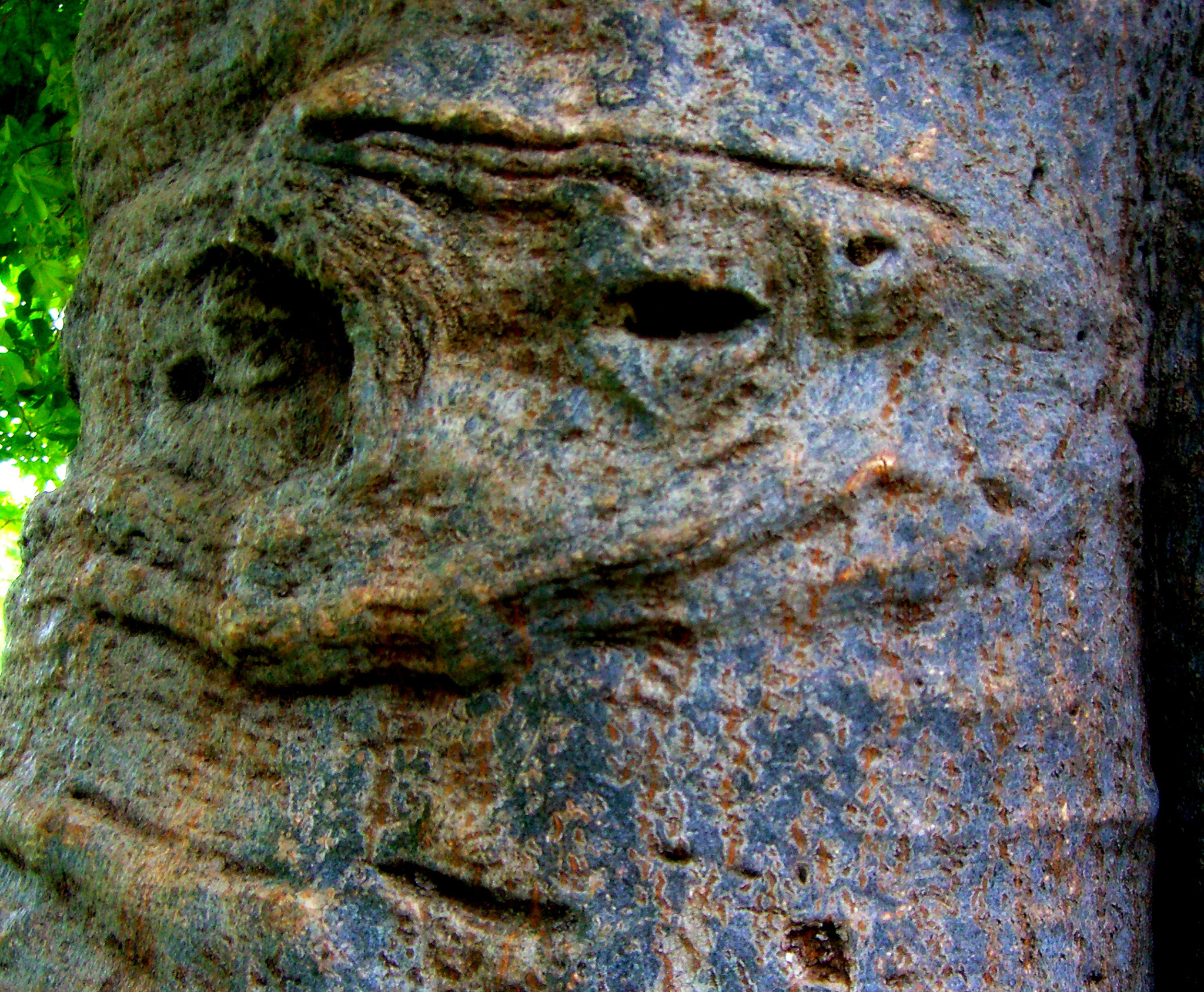 CASIO EX-Z850 sample photo. Face in a tree photography