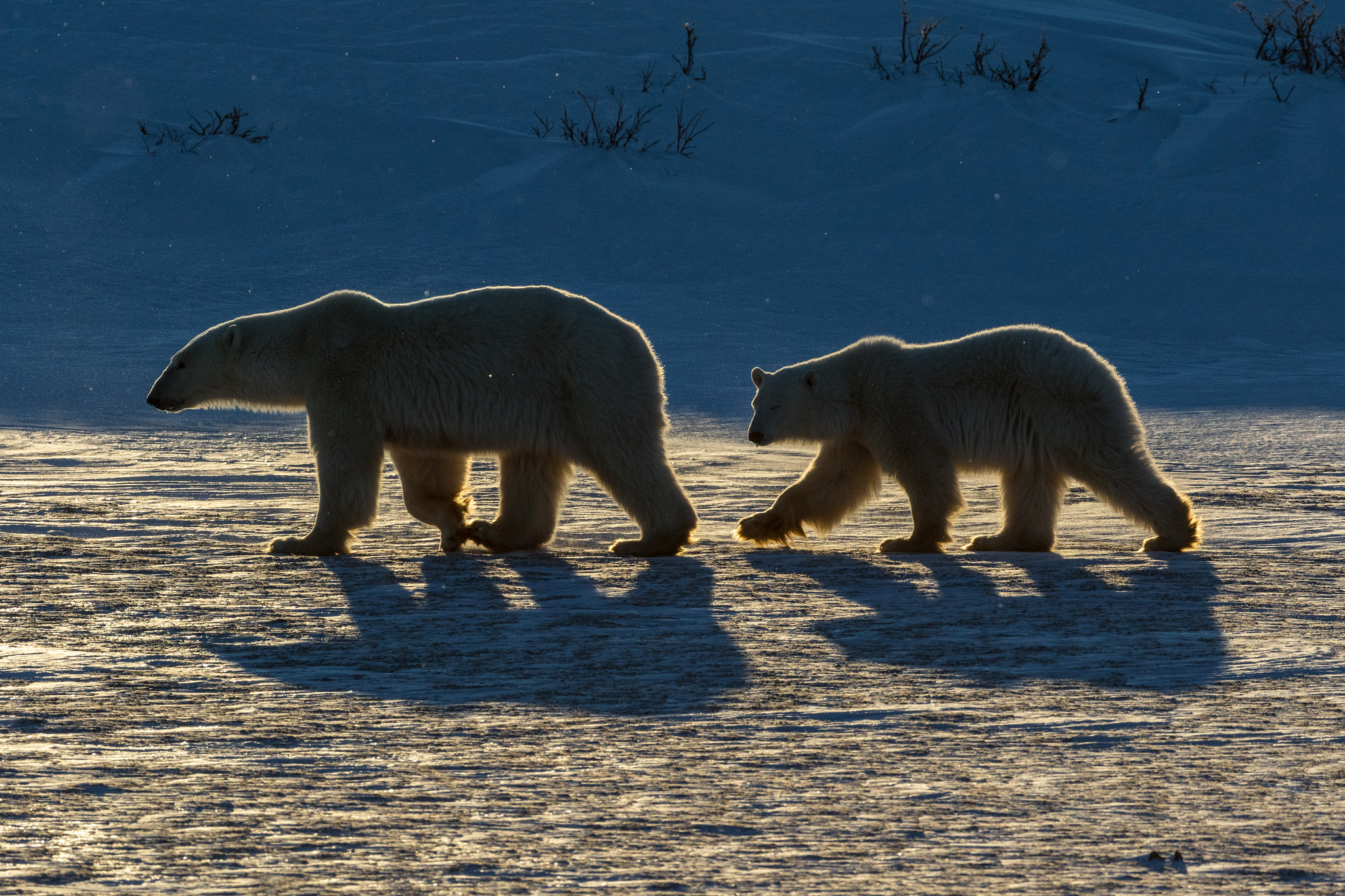 Canon EF 200-400mm F4L IS USM Extender 1.4x sample photo. Polar family photography