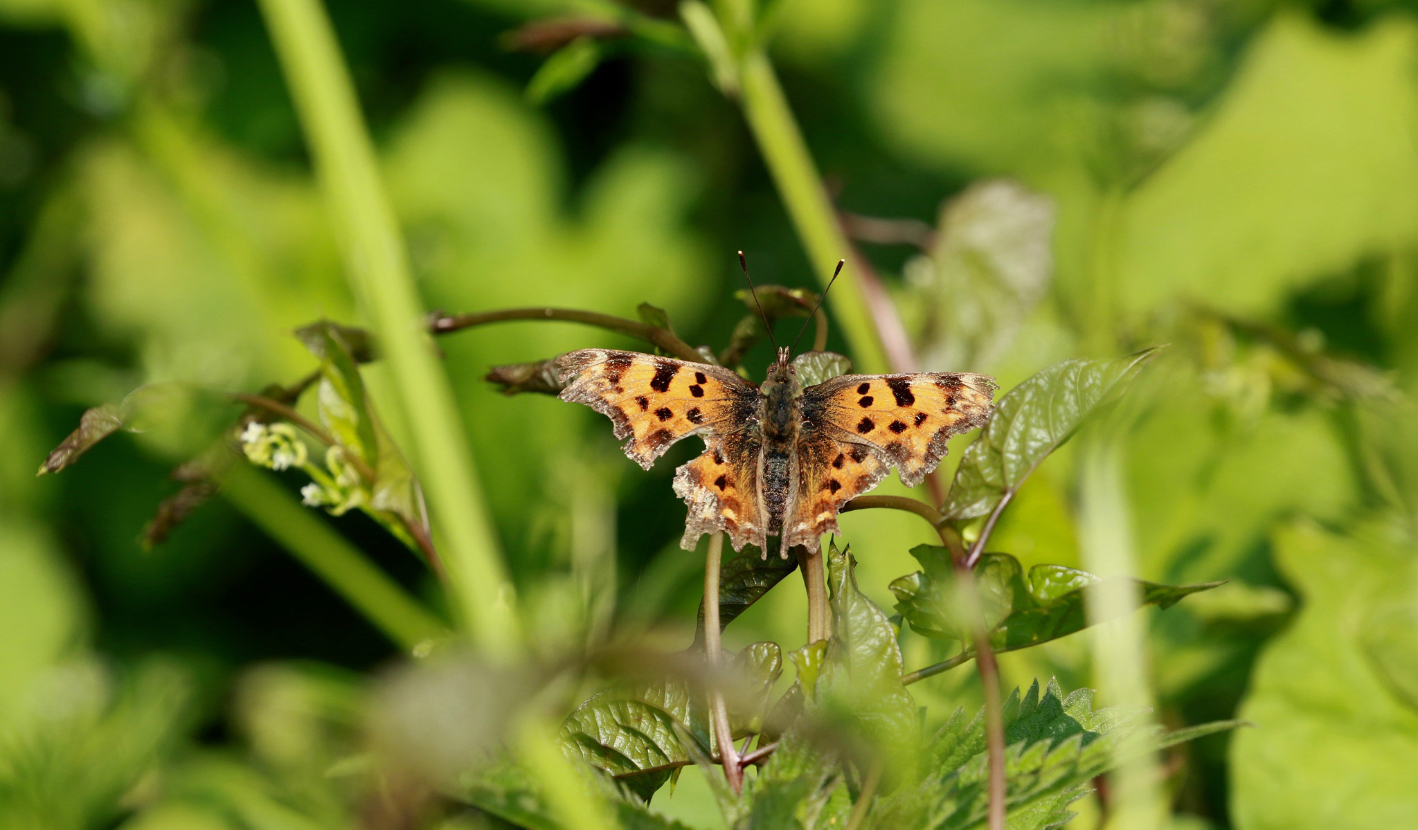 Canon EF 100-400mm F4.5-5.6L IS II USM sample photo. Comma butterfly photography
