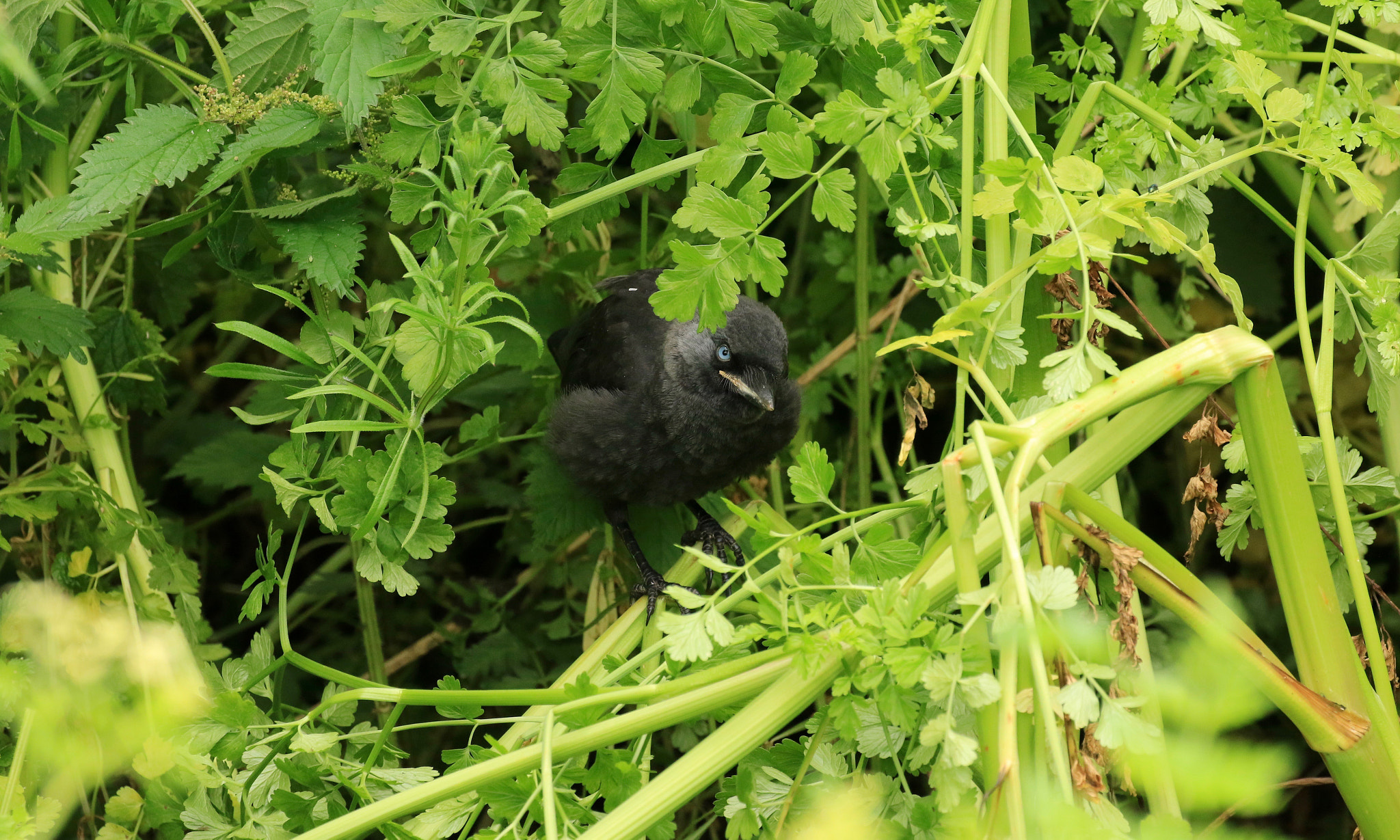 Canon EF 100-400mm F4.5-5.6L IS II USM sample photo. Jackdaw photography