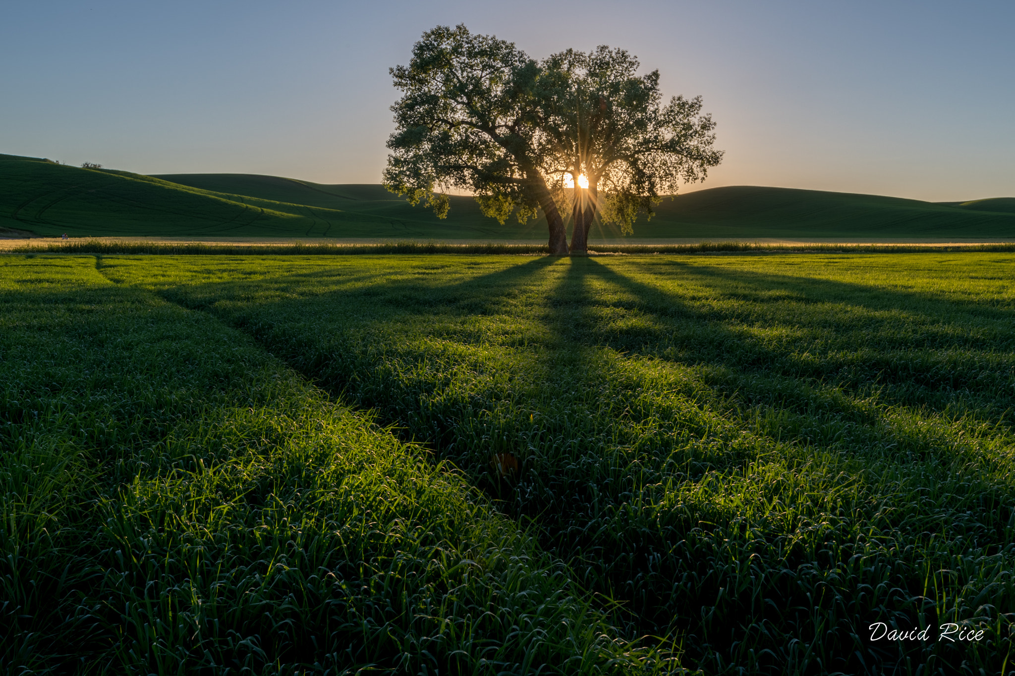 Nikon D5 sample photo. Palouse great tree photography