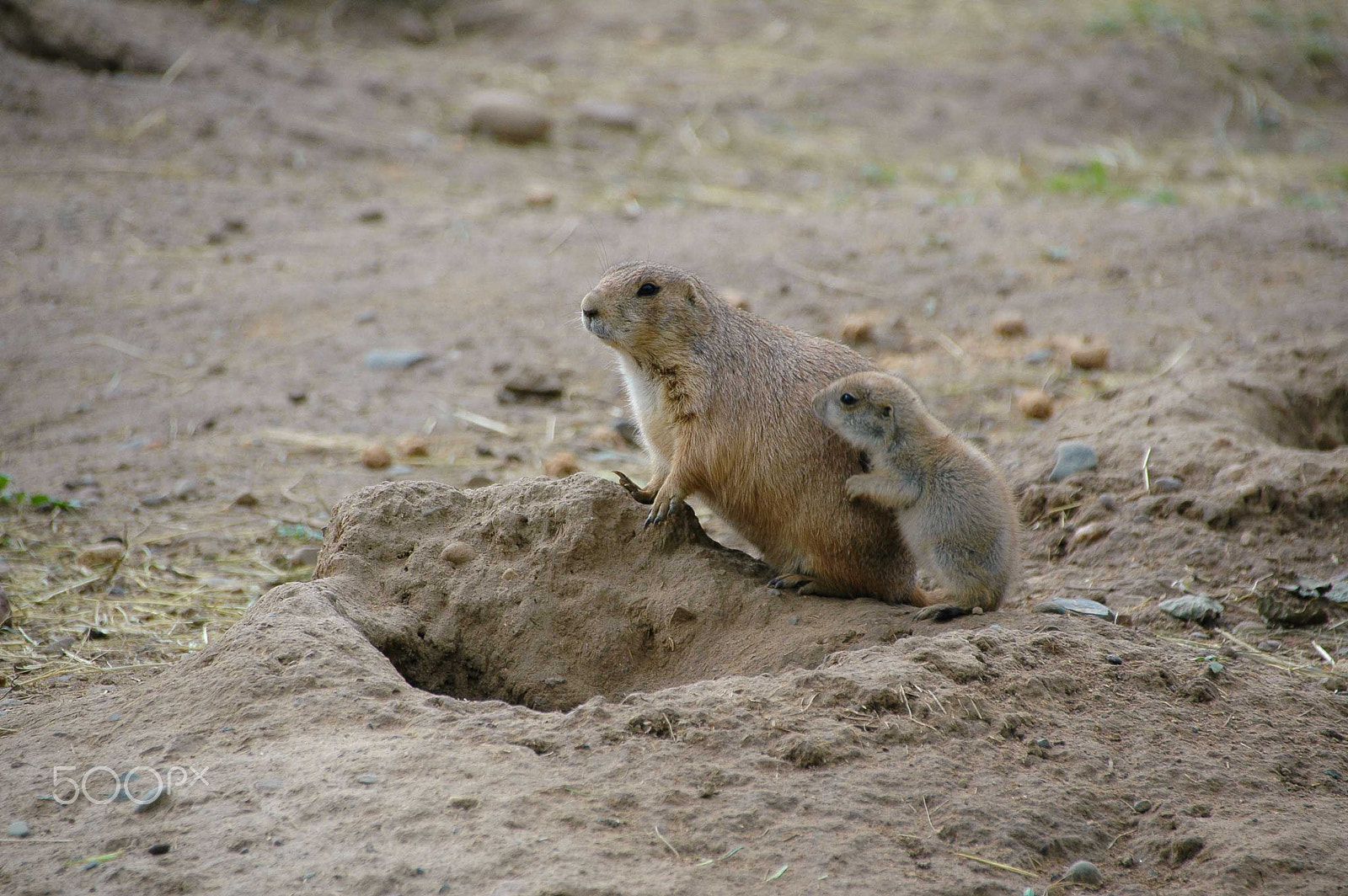 Nikon D70 sample photo. Prairie dog watch photography