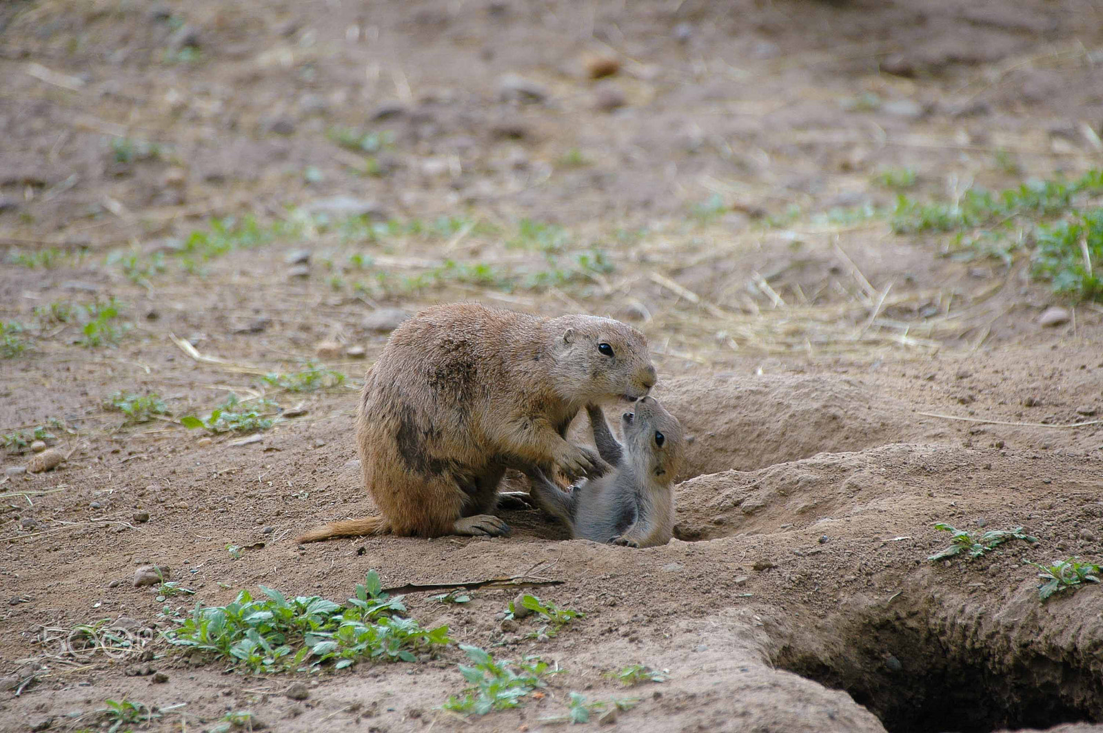 Nikon D70 sample photo. Prairie dog mom photography