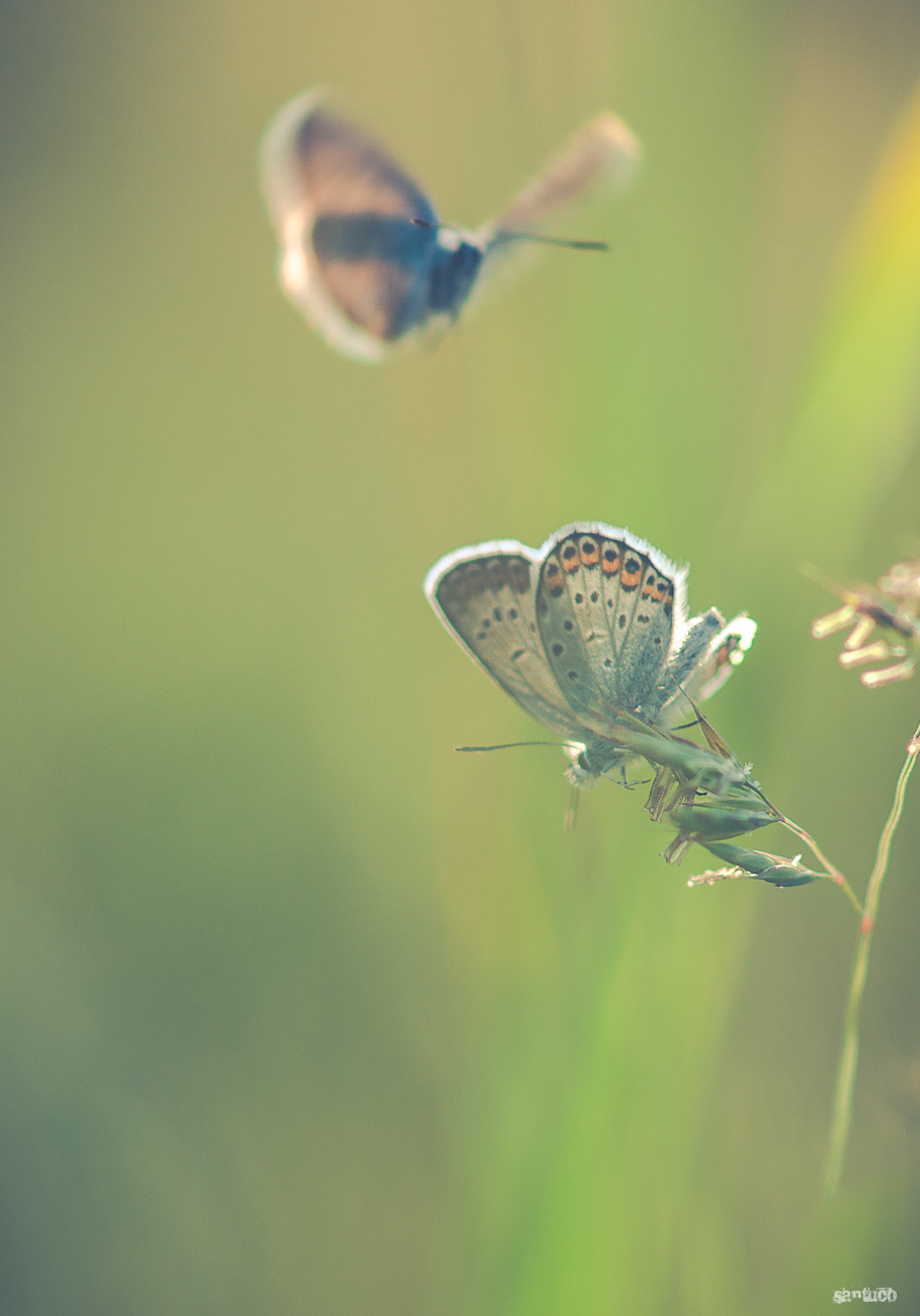 Sony Alpha DSLR-A900 + Sony 100mm F2.8 Macro sample photo. Love game photography