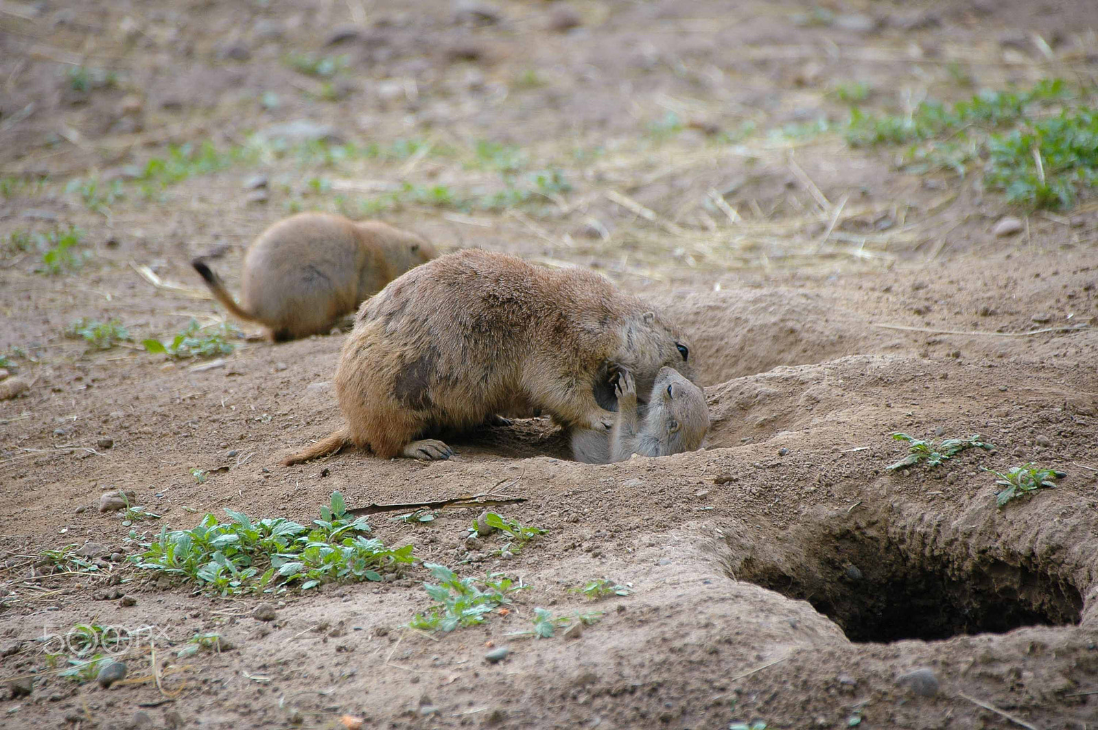 Nikon D70 sample photo. Prairie dog kisses photography