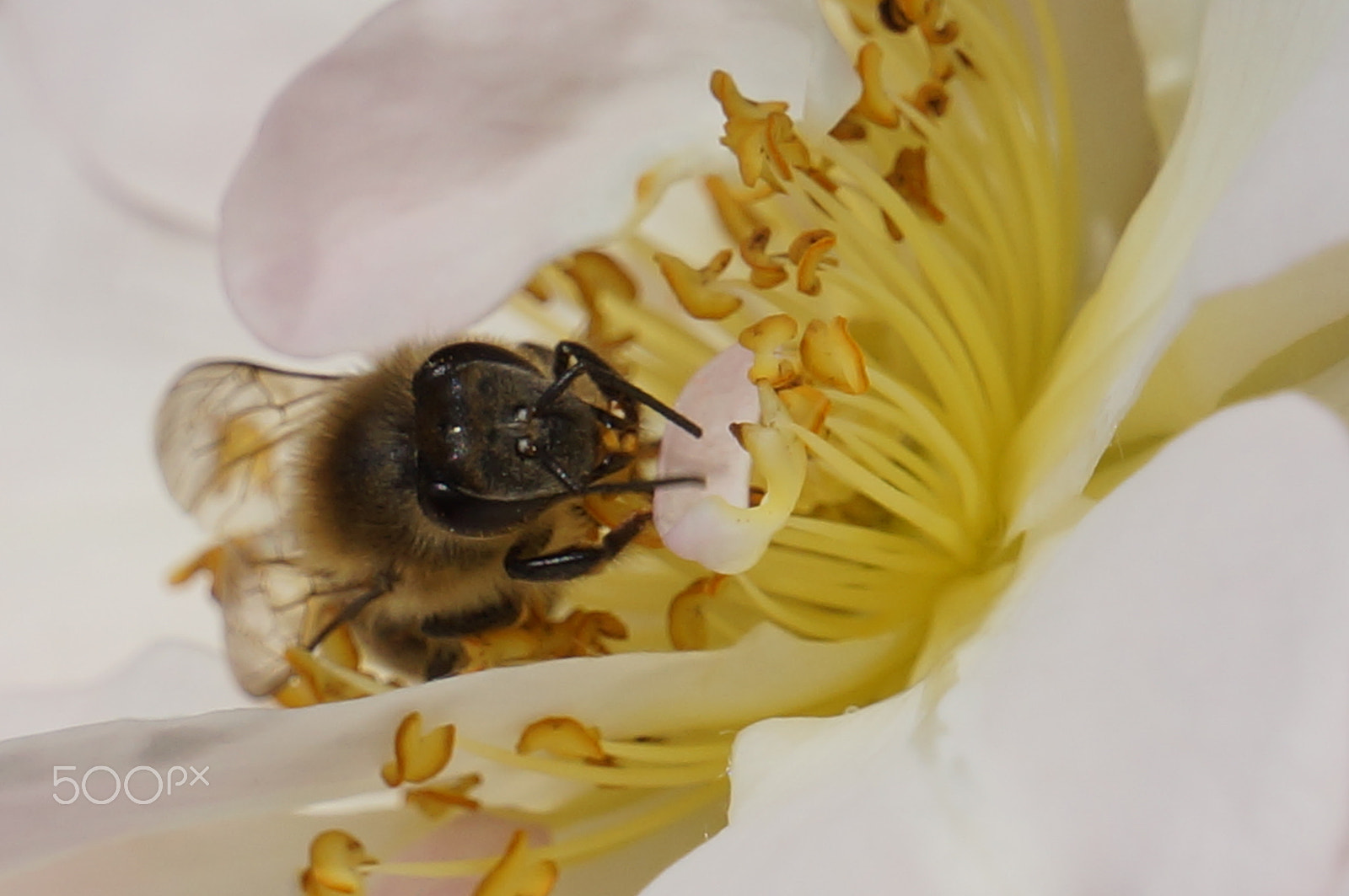 Sony Alpha NEX-3N sample photo. Rose&bee photography
