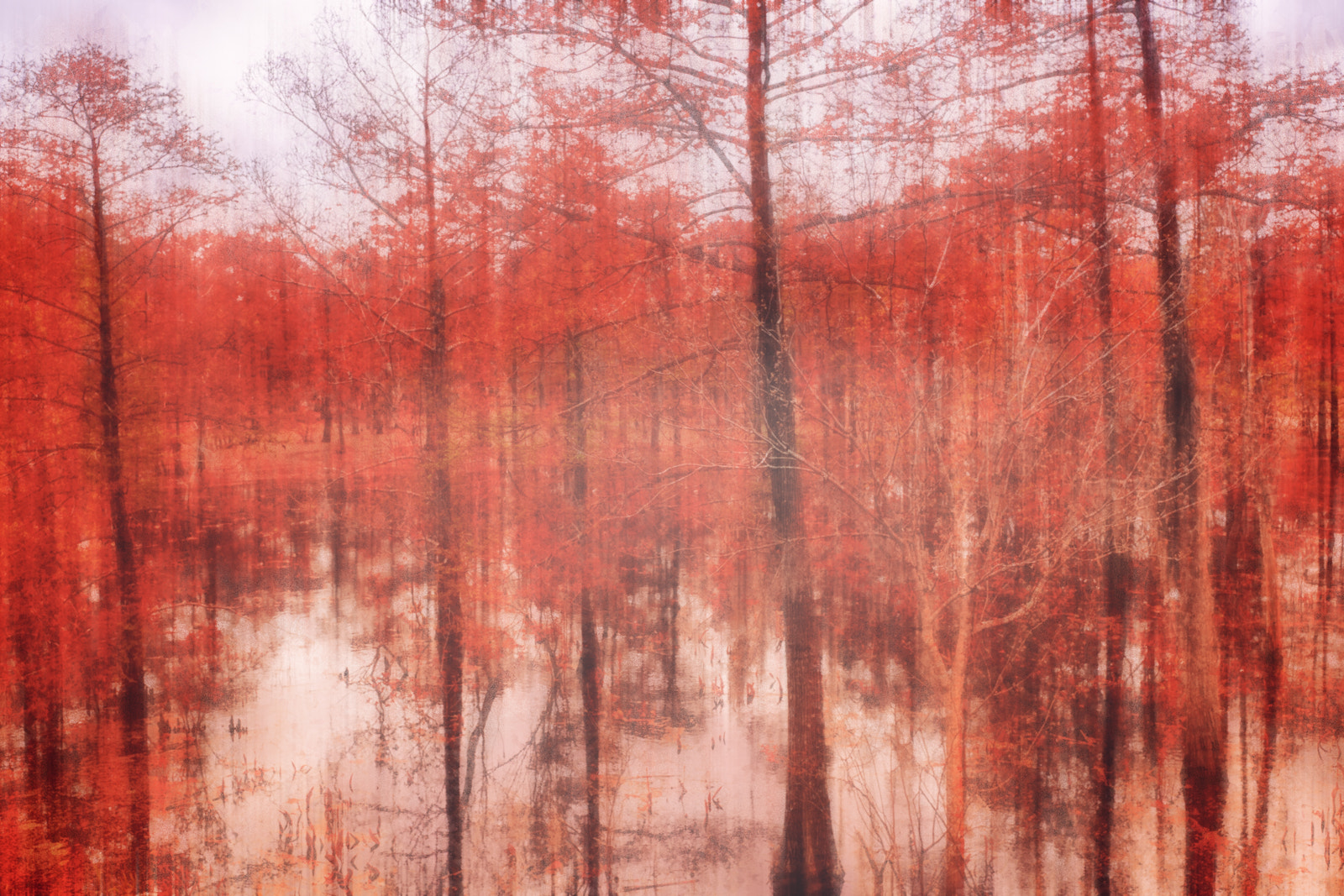 E 35mm F2 sample photo. Red forrest photography