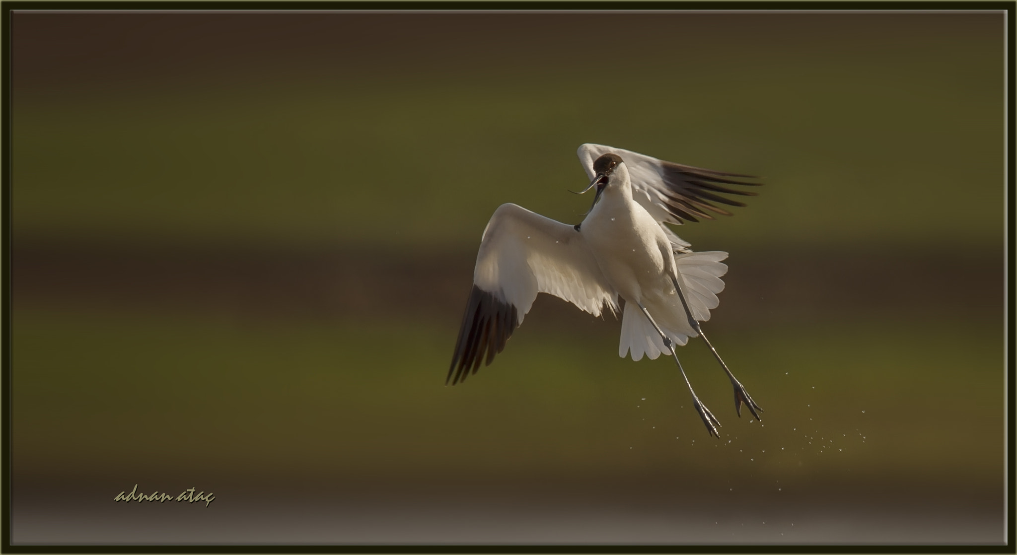 Sigma 150-600mm F5-6.3 DG OS HSM | S sample photo. Kılıçgaga - pied avocet - recurvirostra avosetta photography