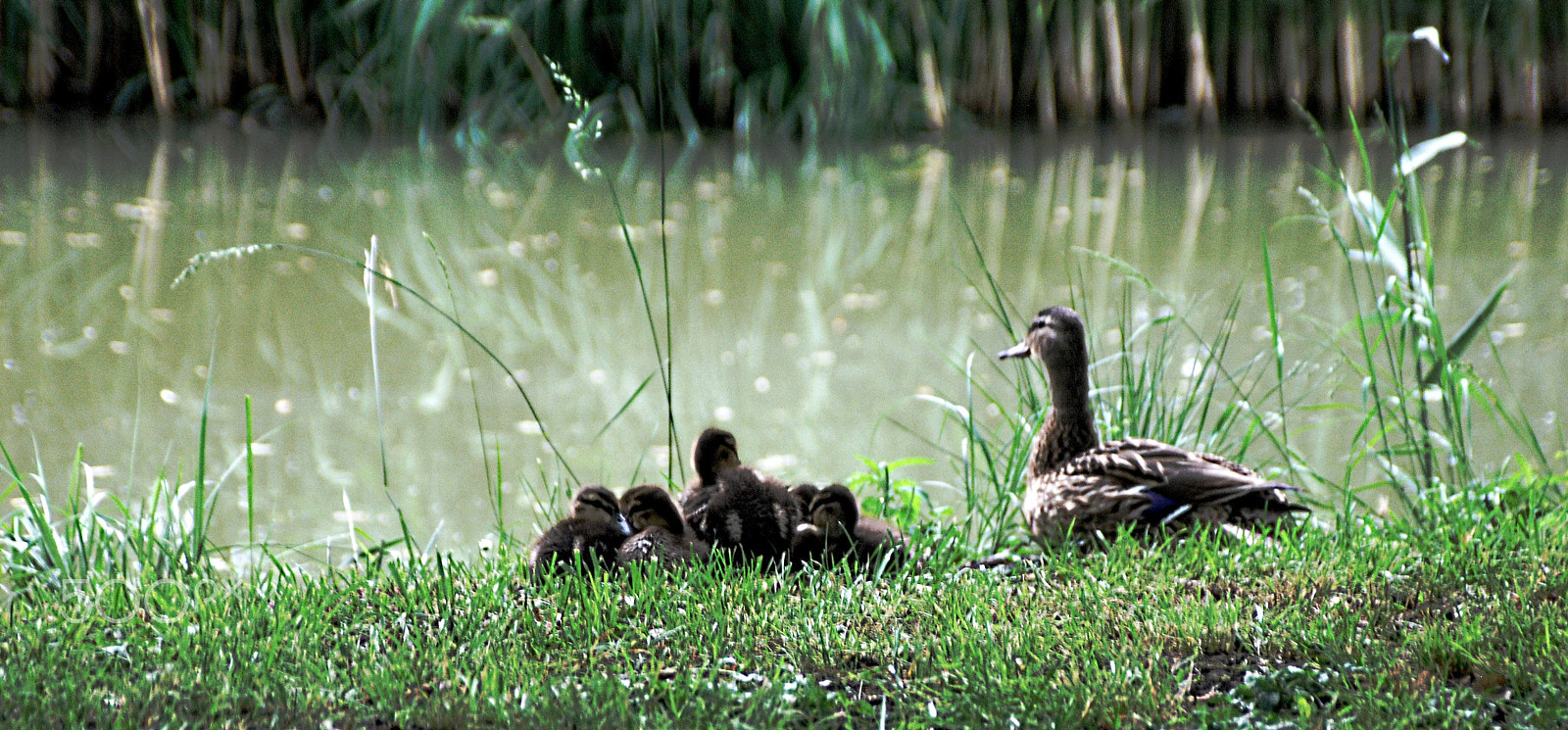 AF Zoom-Nikkor 28-105mm f/3.5-4.5D IF sample photo. Sleepy sunday photography