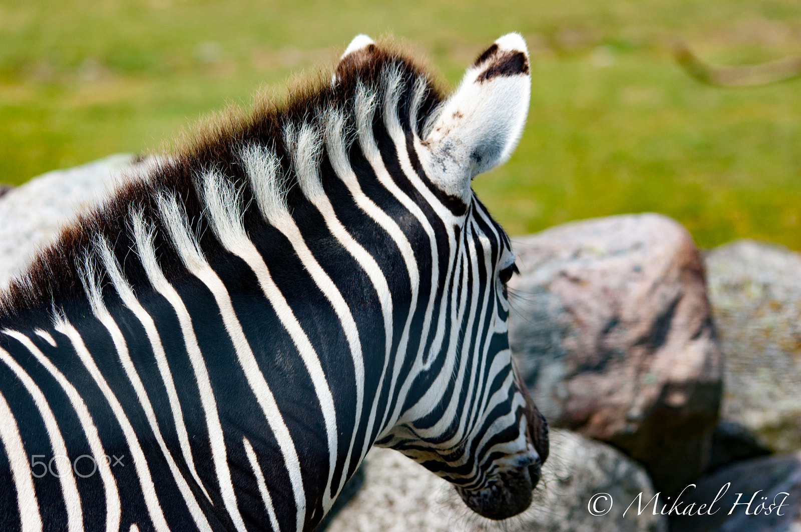 Sigma 150-500mm F5-6.3 DG OS HSM sample photo. Zebra photography