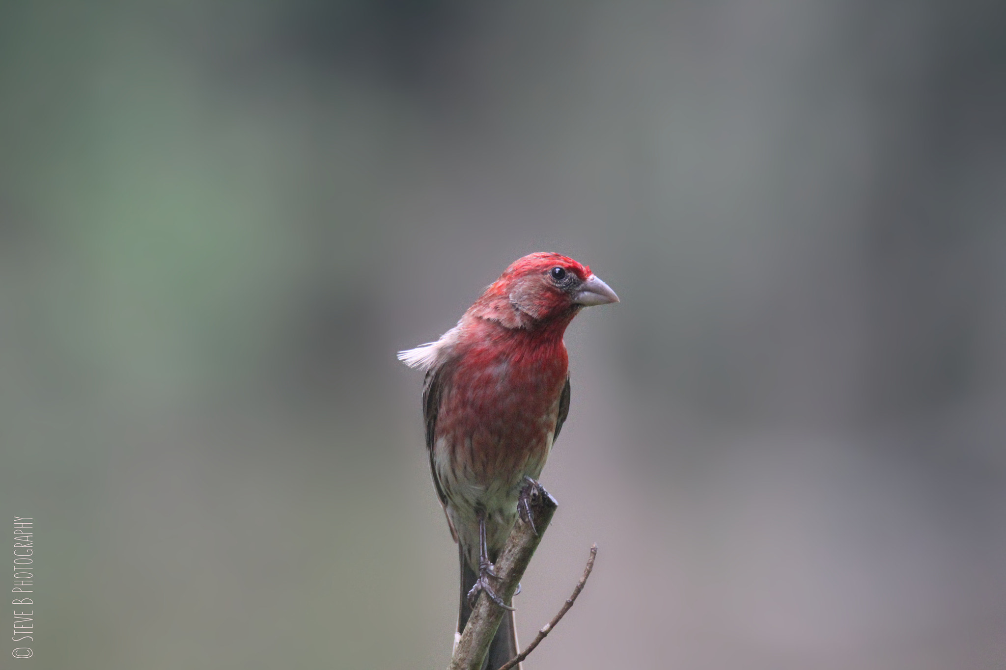 Tamron SP 150-600mm F5-6.3 Di VC USD sample photo. House finch photography