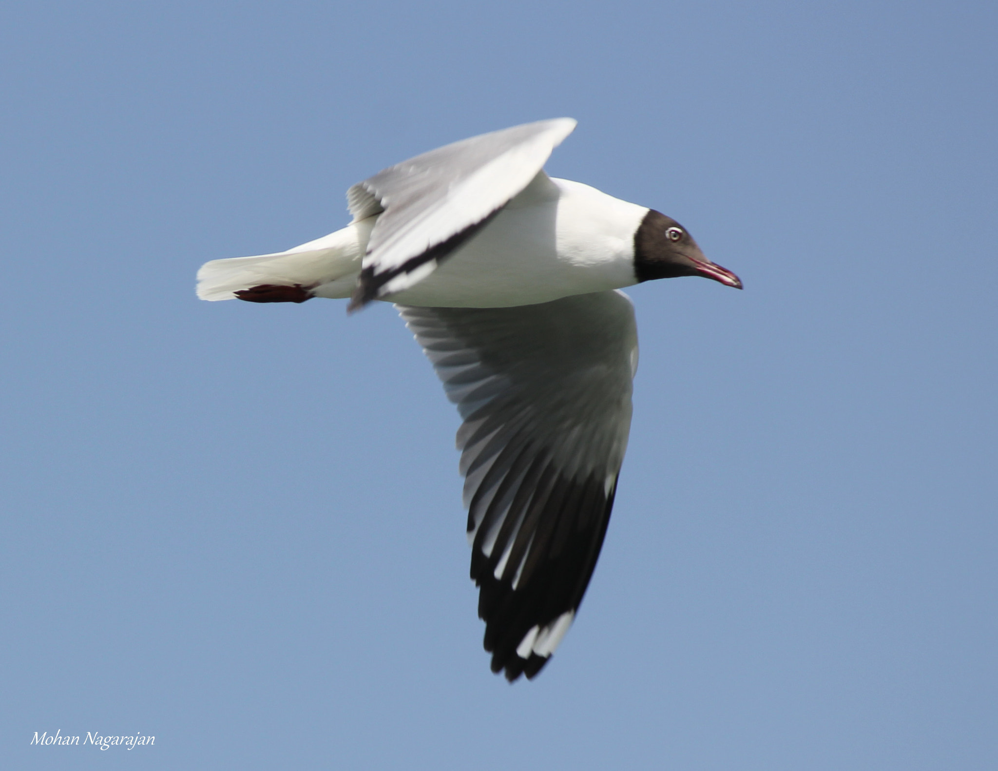 Canon EF-S 55-250mm F4-5.6 IS sample photo. Brown headed gull photography