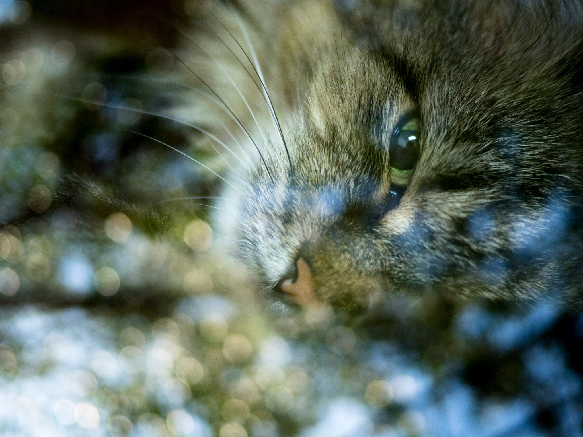 Olympus OM-D E-M5 II + LUMIX G 20/F1.7 II sample photo. Cat double exposure photography