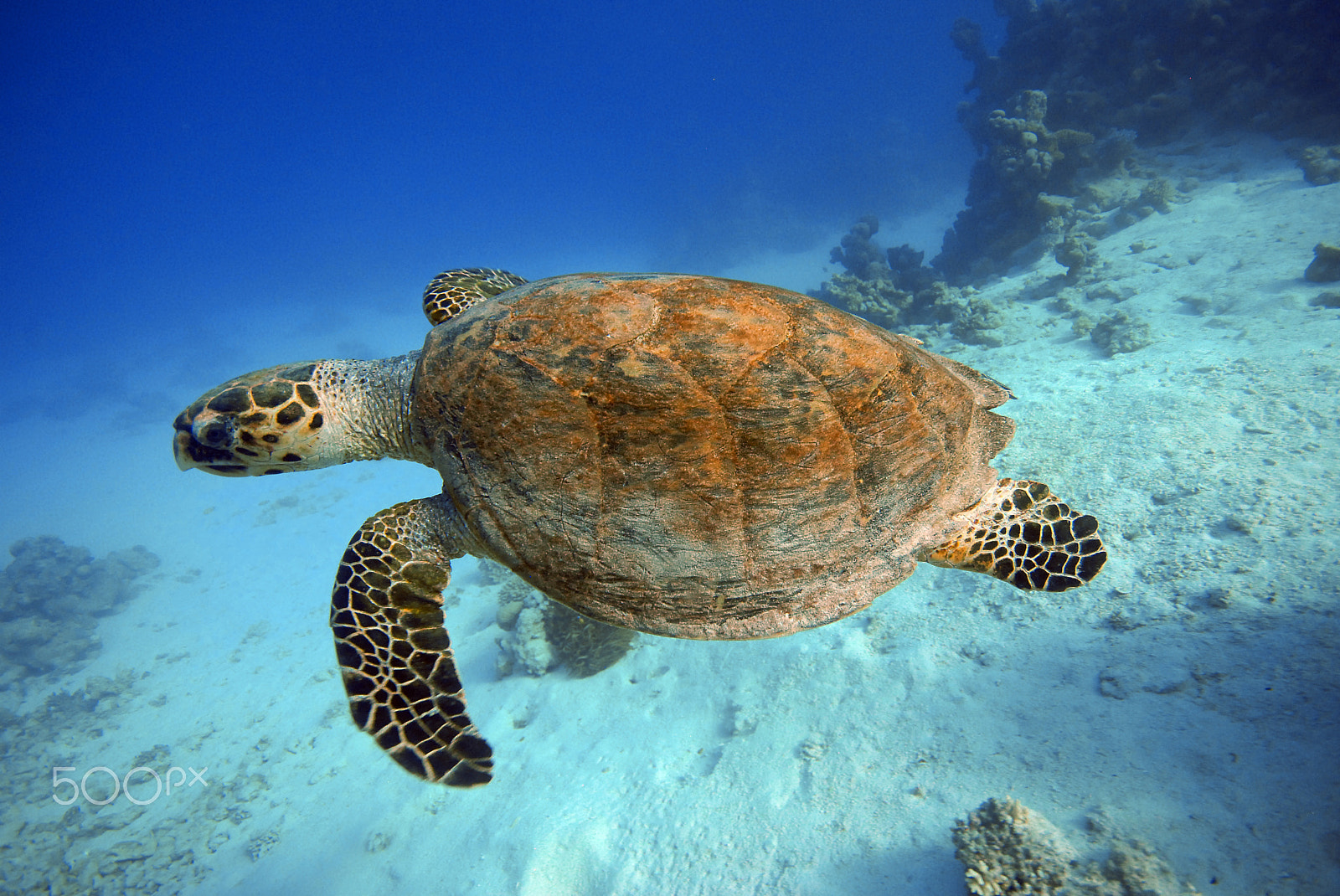 Sigma 10-20mm F4-5.6 EX DC HSM sample photo. Swimming turtle photography