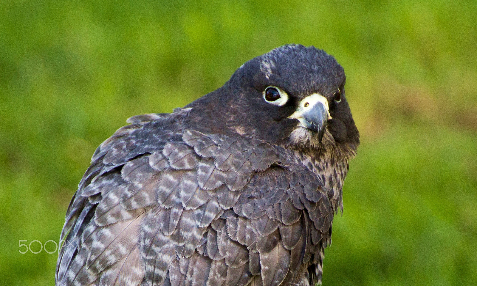 Canon EOS 550D (EOS Rebel T2i / EOS Kiss X4) sample photo. Gyrfalcon photography