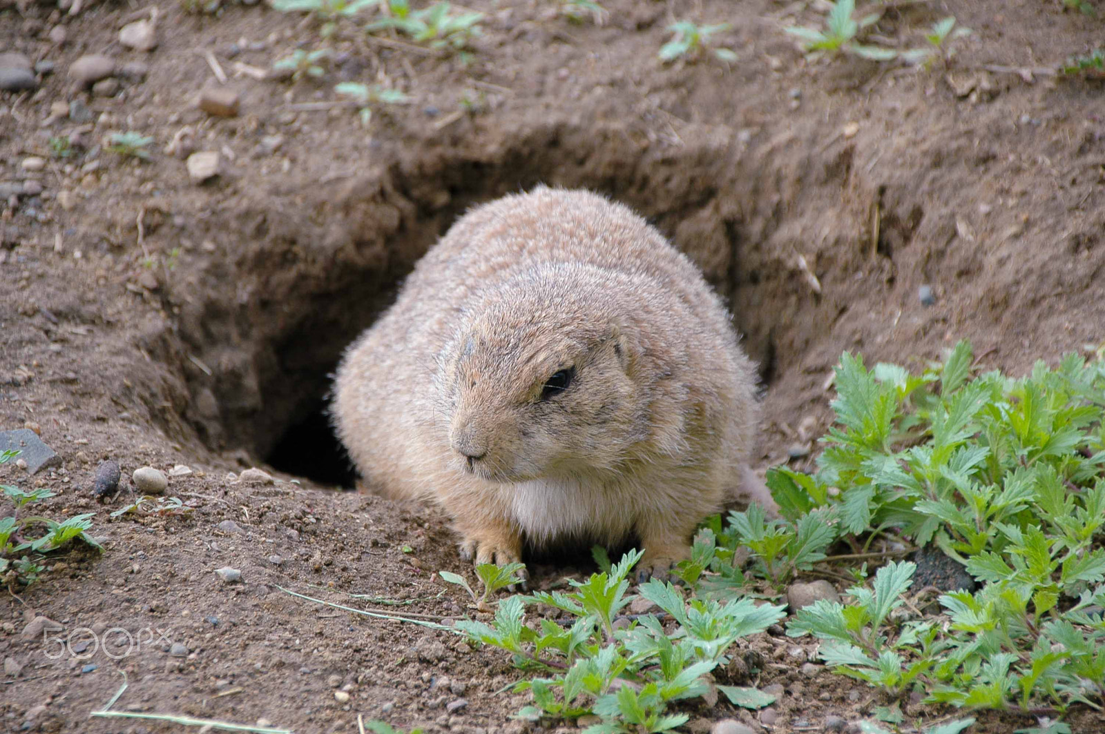 Nikon D70 sample photo. Prairie dog shadow check photography