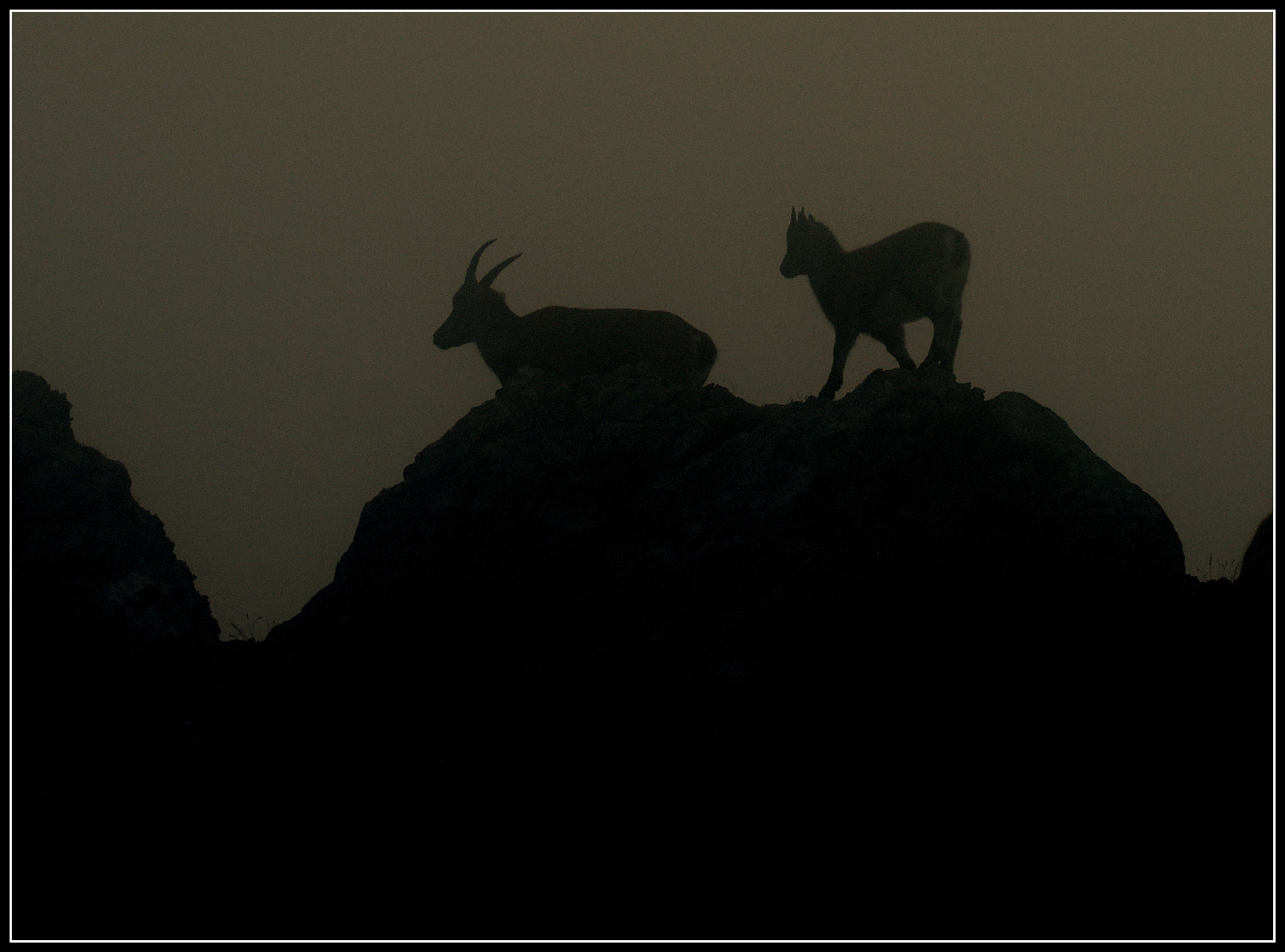 Sigma 50-500mm F4.5-6.3 DG OS HSM sample photo. Morgenspaziergang photography