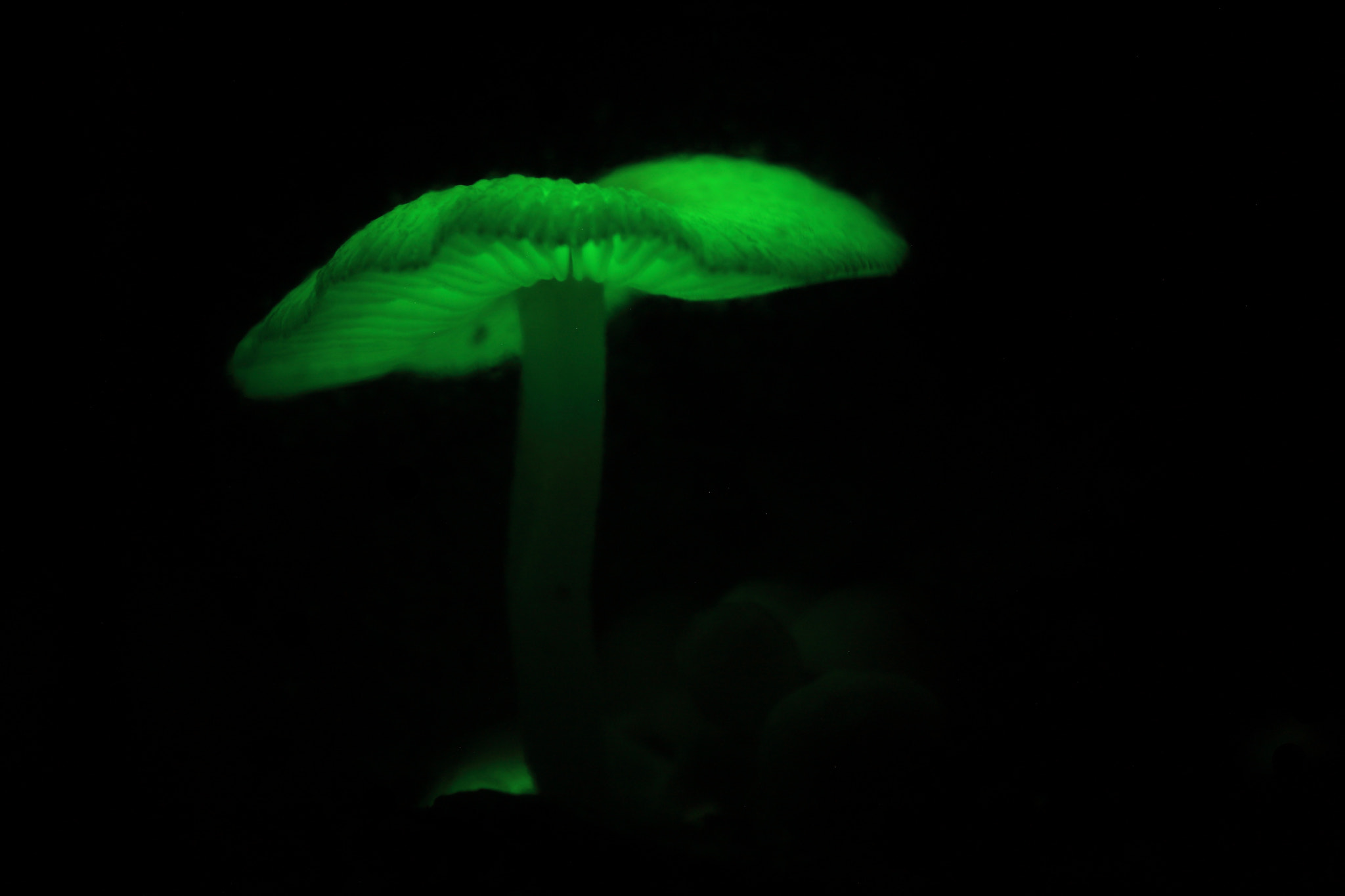 Tamron SP AF 90mm F2.8 Di Macro sample photo. Green pepe photography