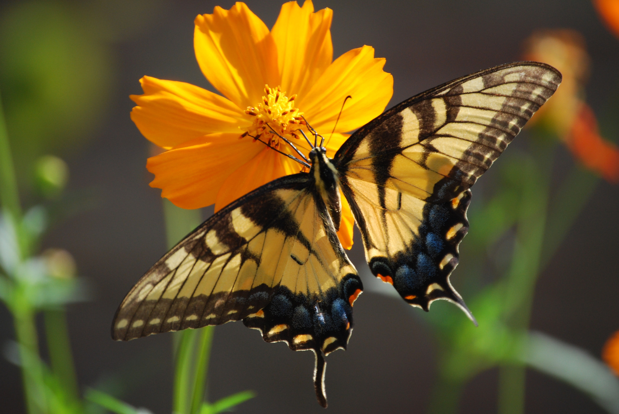 Nikon D40X sample photo. Butterfly on cosmos photography